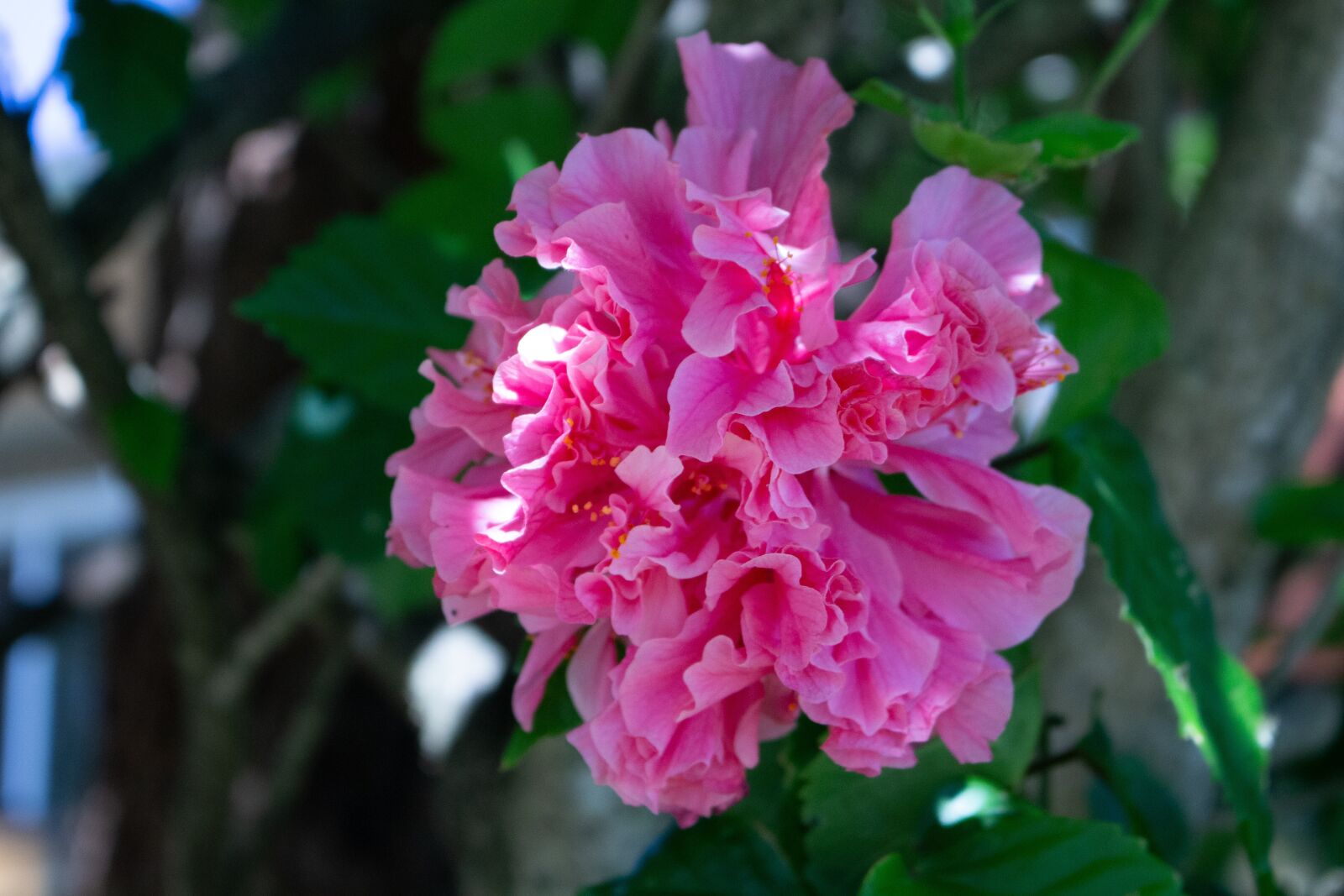 Canon EOS 700D (EOS Rebel T5i / EOS Kiss X7i) sample photo. Pink, flower, bloom photography