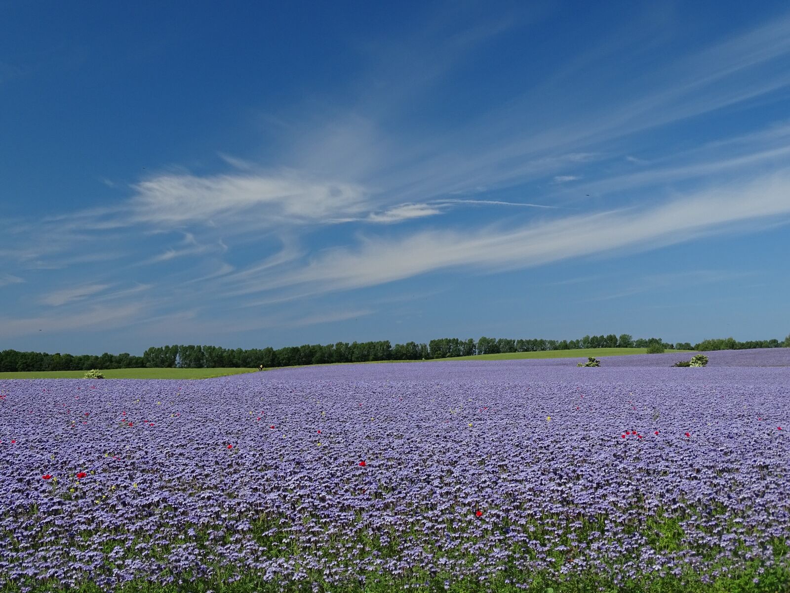Sony Cyber-shot DSC-HX400V sample photo. Rugen, place, nature photography