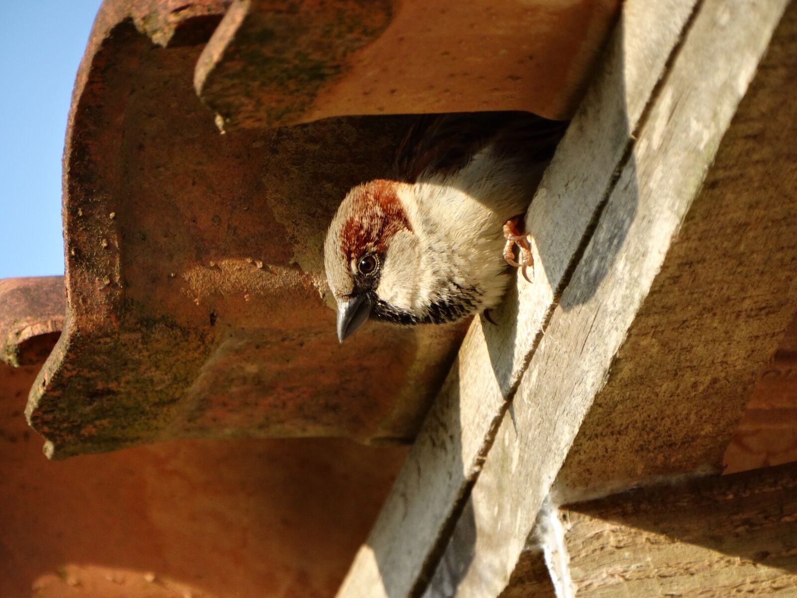 Sony Cyber-shot DSC-HX300 sample photo. Bird, interior photography