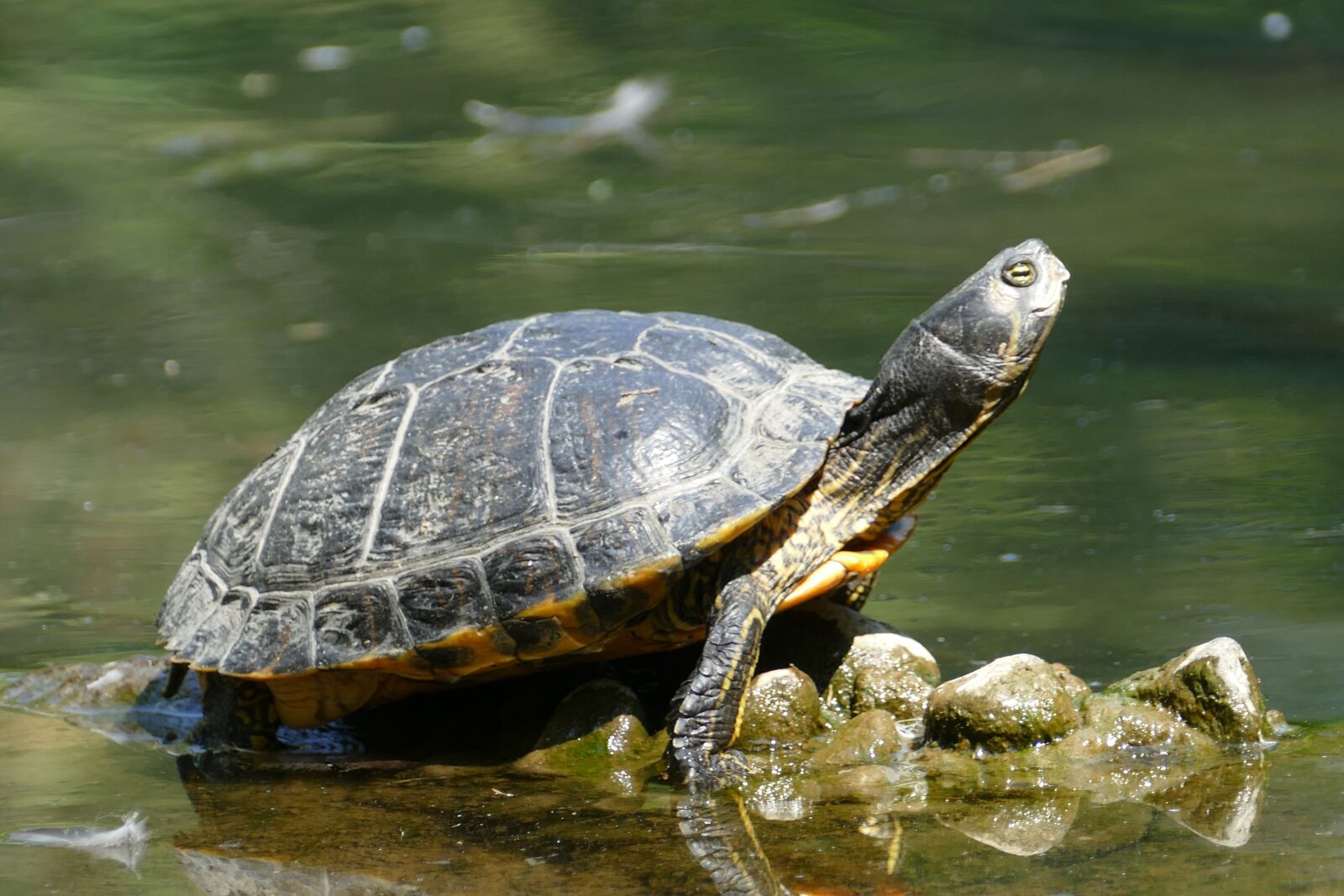 Panasonic Lumix DMC-FZ1000 sample photo. Turtle, animal, nature photography