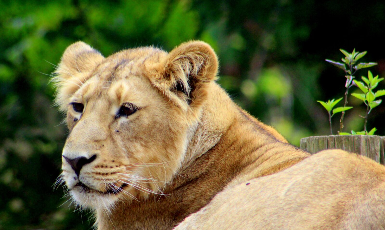 Canon EF 75-300mm f/4-5.6 sample photo. Lion, zoo, cat photography