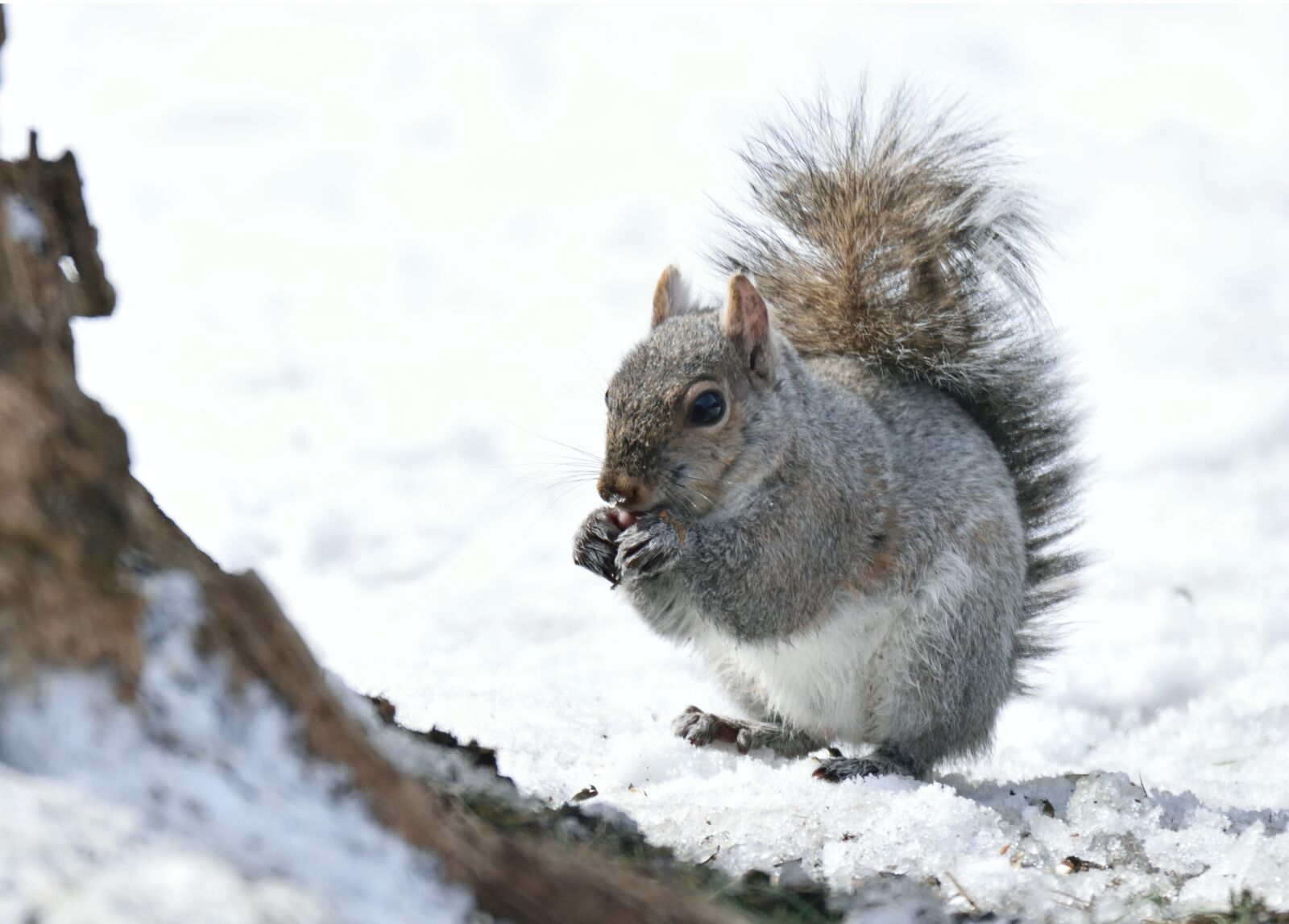 Nikon D5300 sample photo. Animal, mammal, gray photography