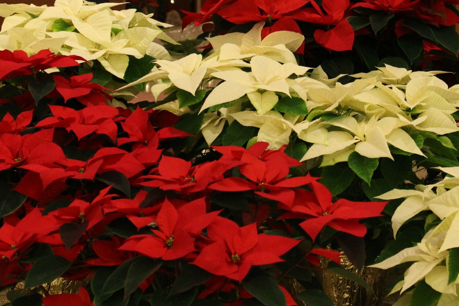 Canon EOS 700D (EOS Rebel T5i / EOS Kiss X7i) sample photo. Leaf, flower, garden photography
