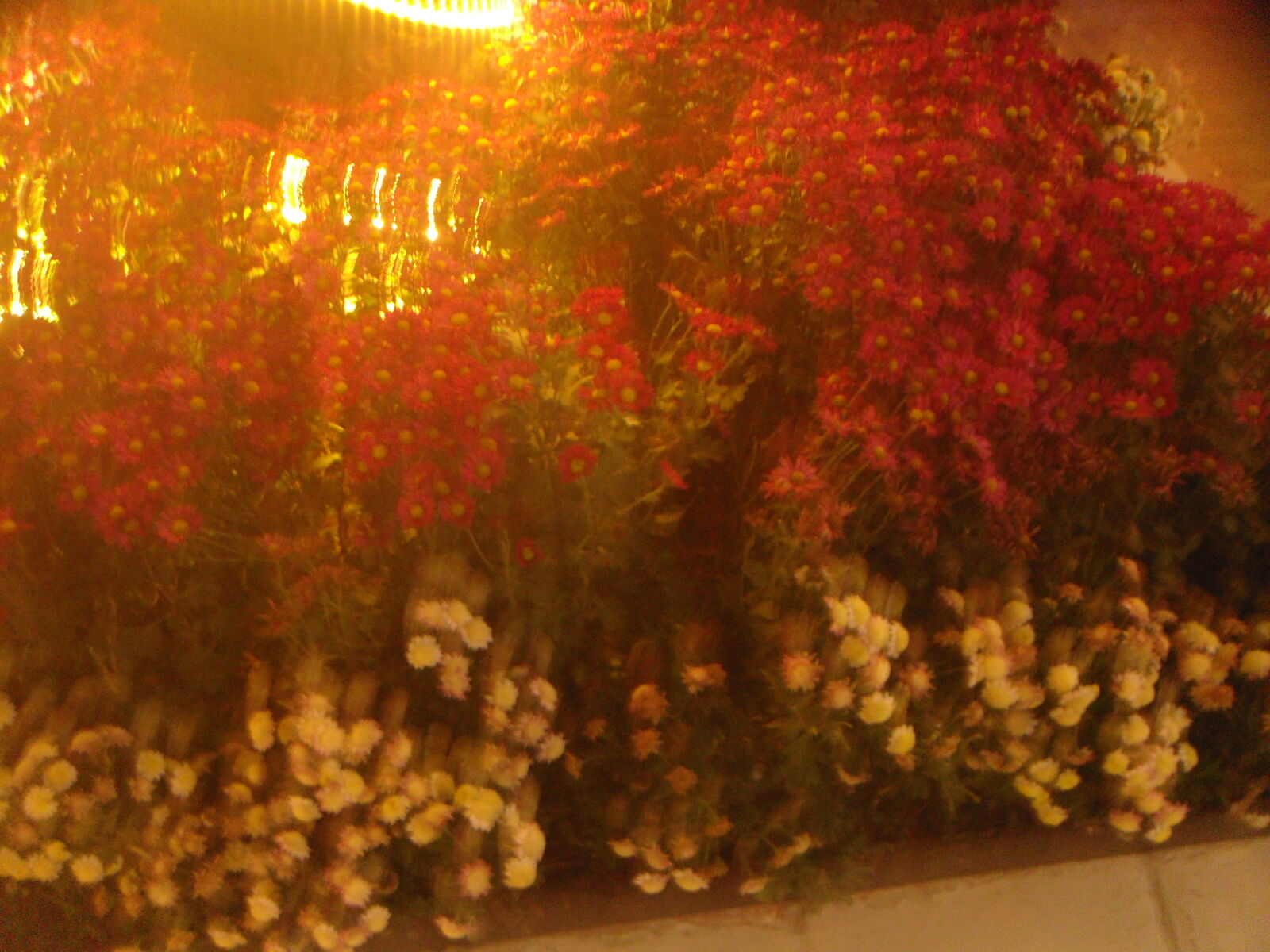 Sony DSC-T500 sample photo