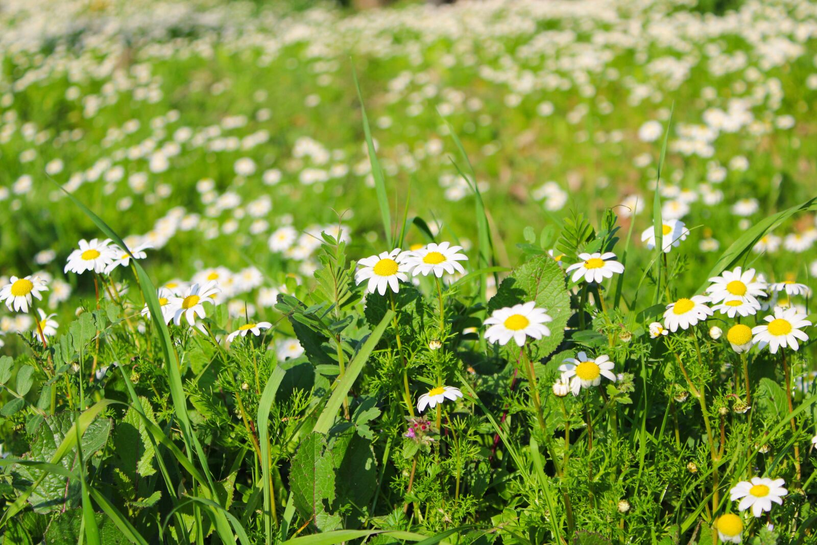 Canon EOS 2000D (EOS Rebel T7 / EOS Kiss X90 / EOS 1500D) sample photo. Meadow, flowers, daisies photography
