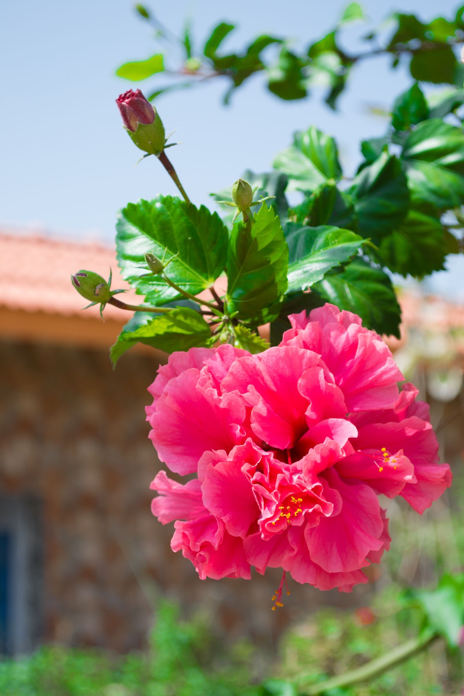 Nikon D3100 sample photo. Hibiscus, flower, garden photography