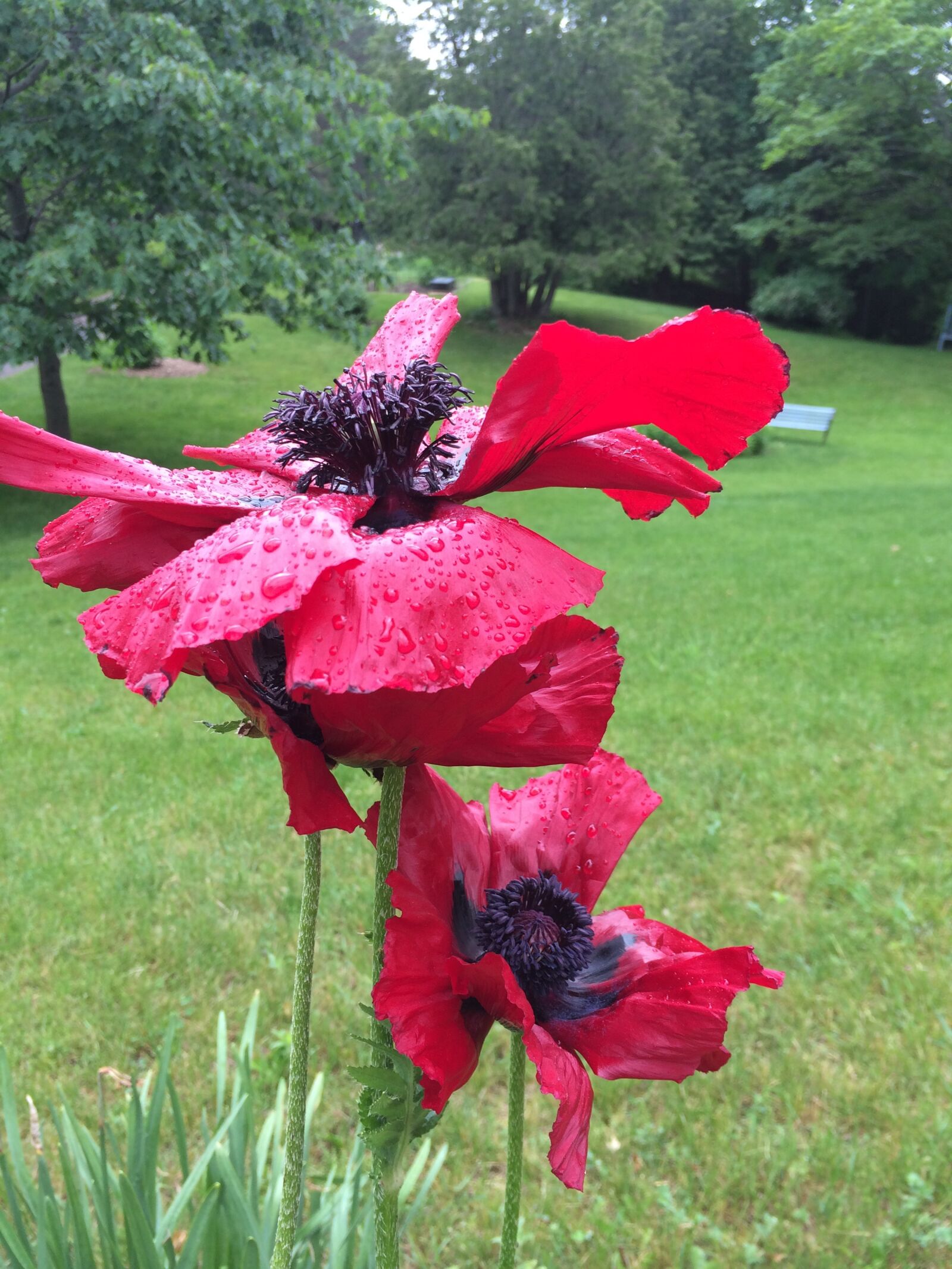 iPhone 5s back camera 4.15mm f/2.2 sample photo. Poppies, poppy, spring photography