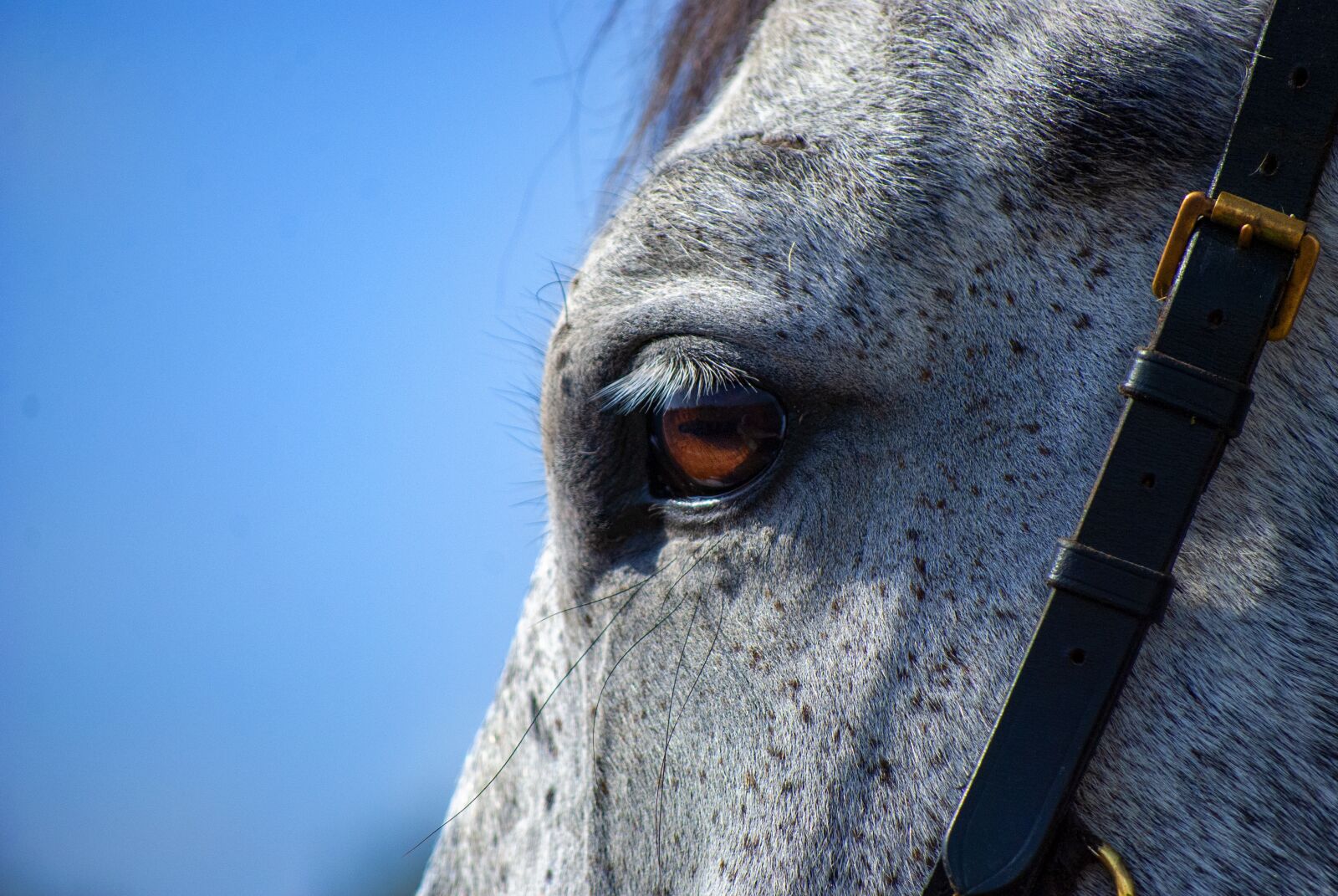 Nikon D60 sample photo. Horse, gray, eye photography