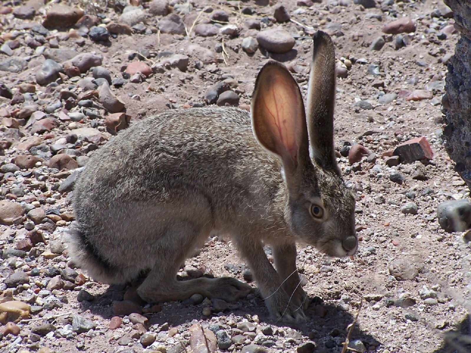 Kodak DX7590 ZOOM DIGITAL CAMERA sample photo. Black tailed jackrabbit, wild photography