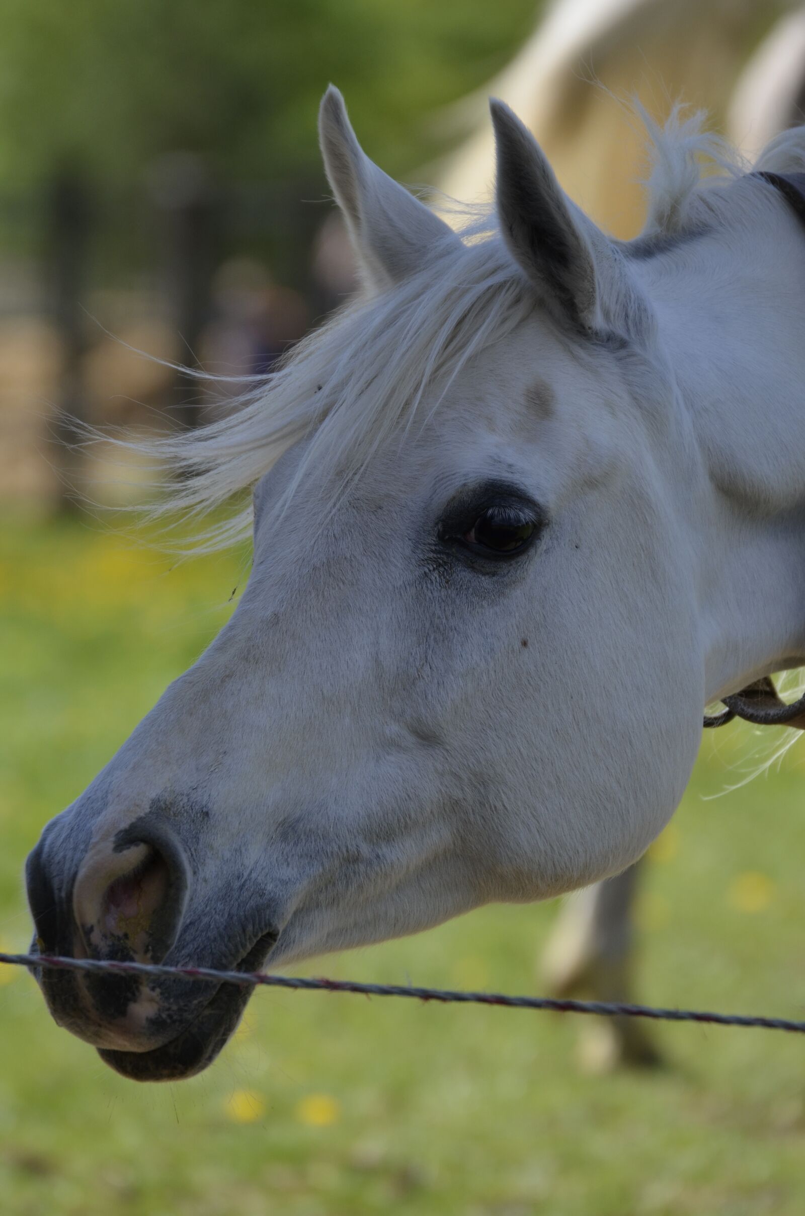 Nikon D5100 sample photo. Thoroughbred arabian, main and photography