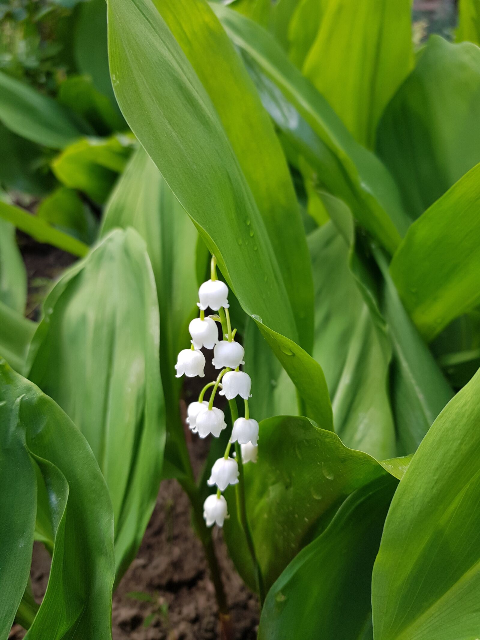 Samsung Galaxy S8+ sample photo. Lily of the valley photography
