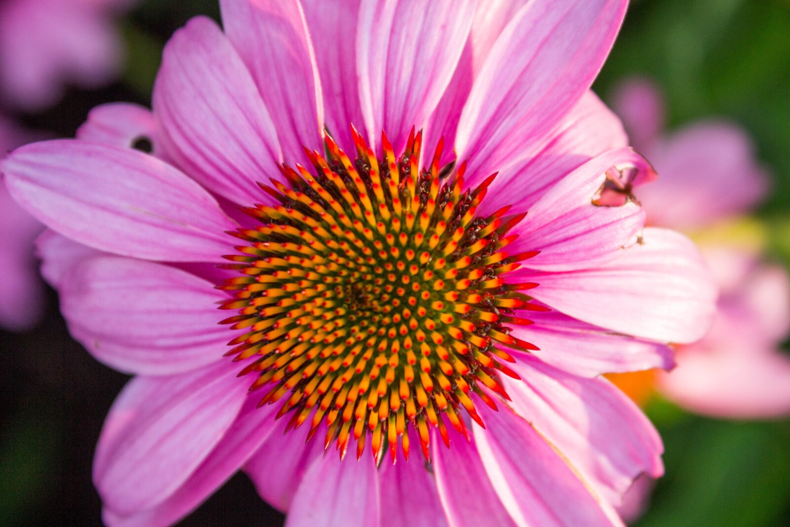 Canon EOS 600D (Rebel EOS T3i / EOS Kiss X5) sample photo. Nature, flower, flora photography