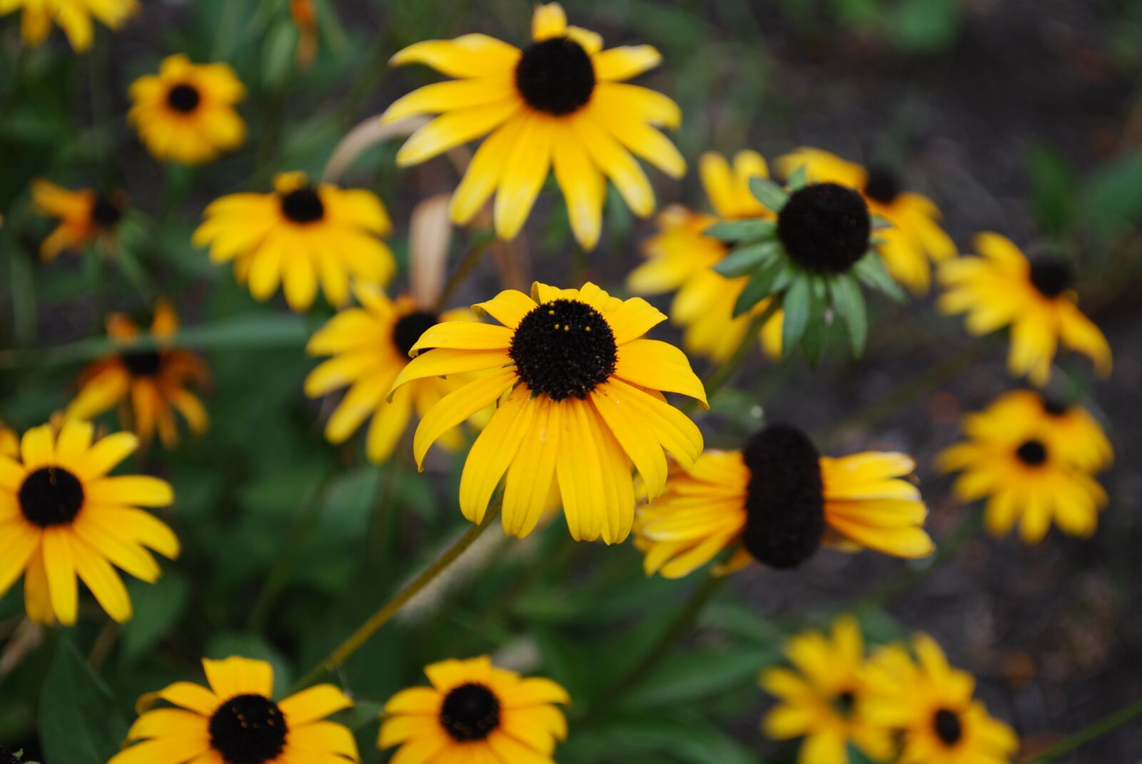 Nikon D60 sample photo. Black eyed susan, flower photography