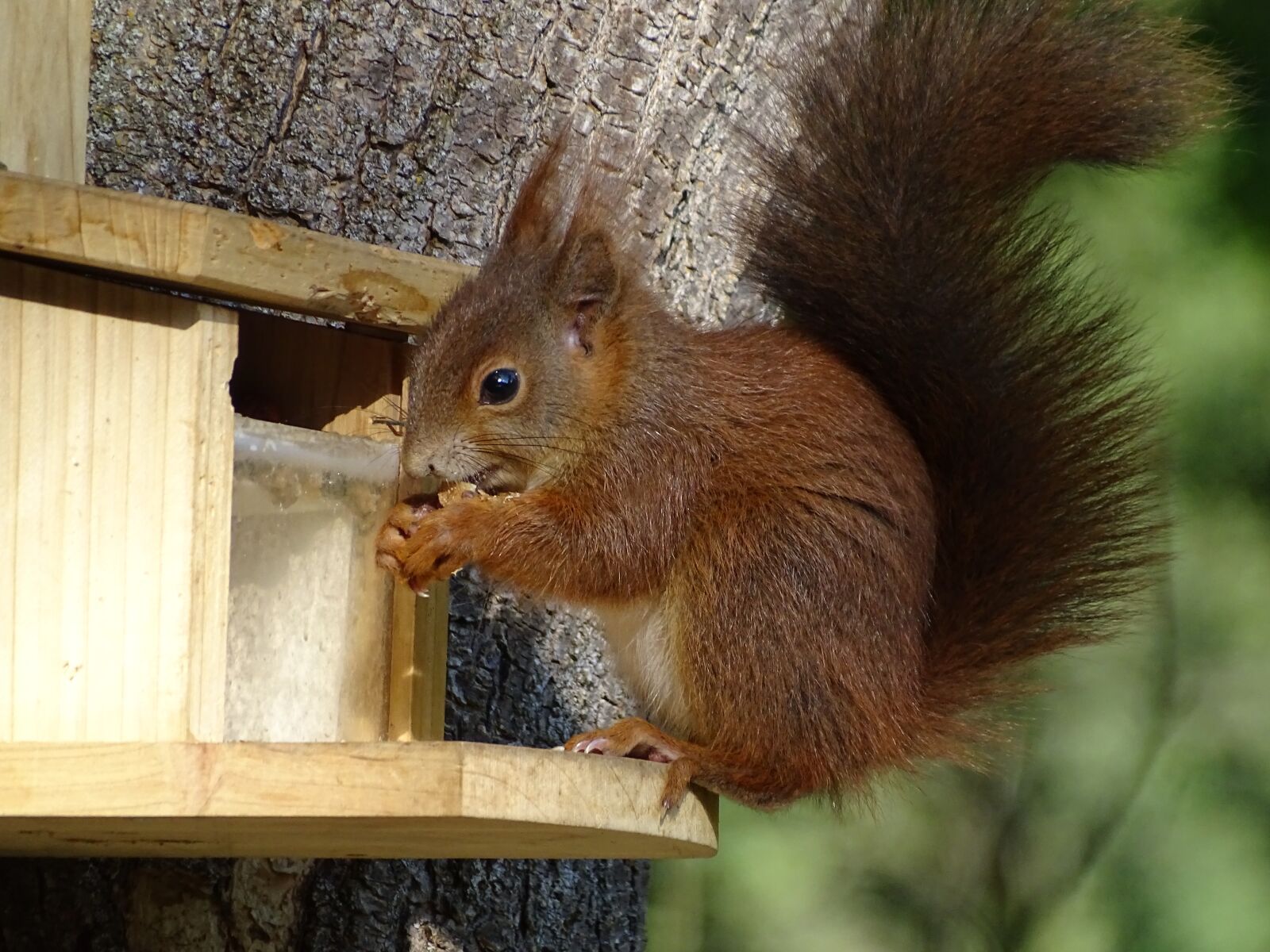 Sony Cyber-shot DSC-HX350 sample photo. Squirrel, croissant, rodent photography