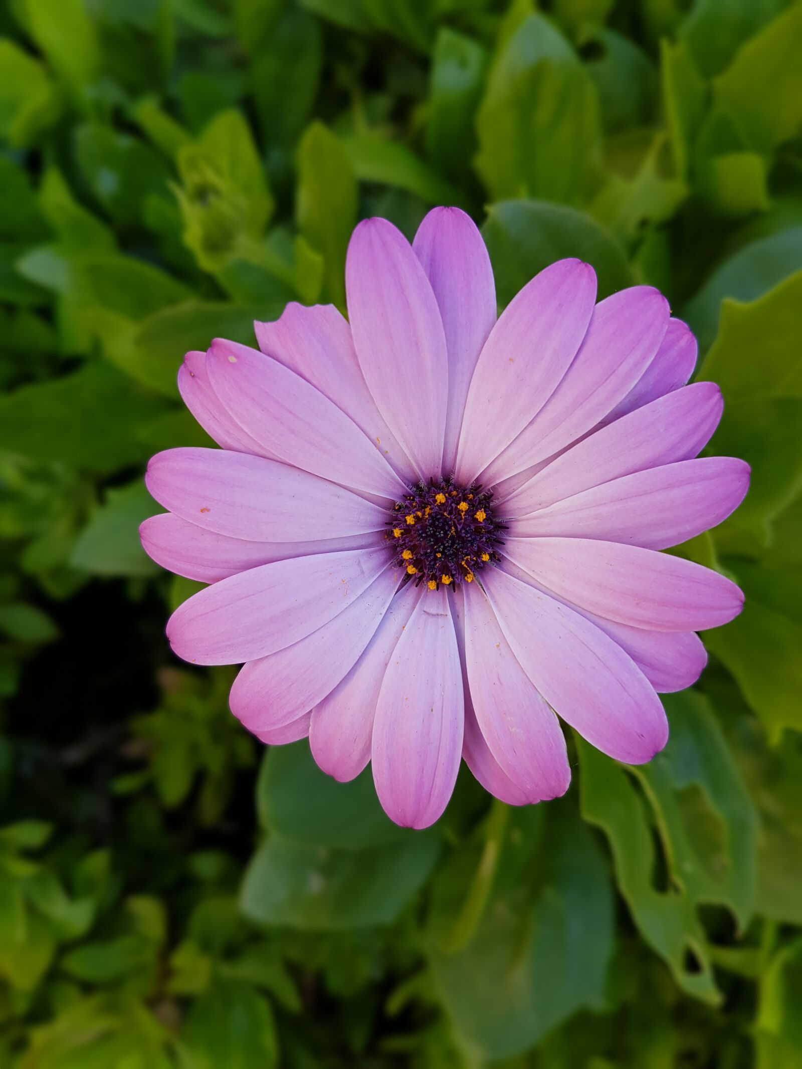 Samsung Galaxy S7 Edge sample photo. Flower, nature, green photography