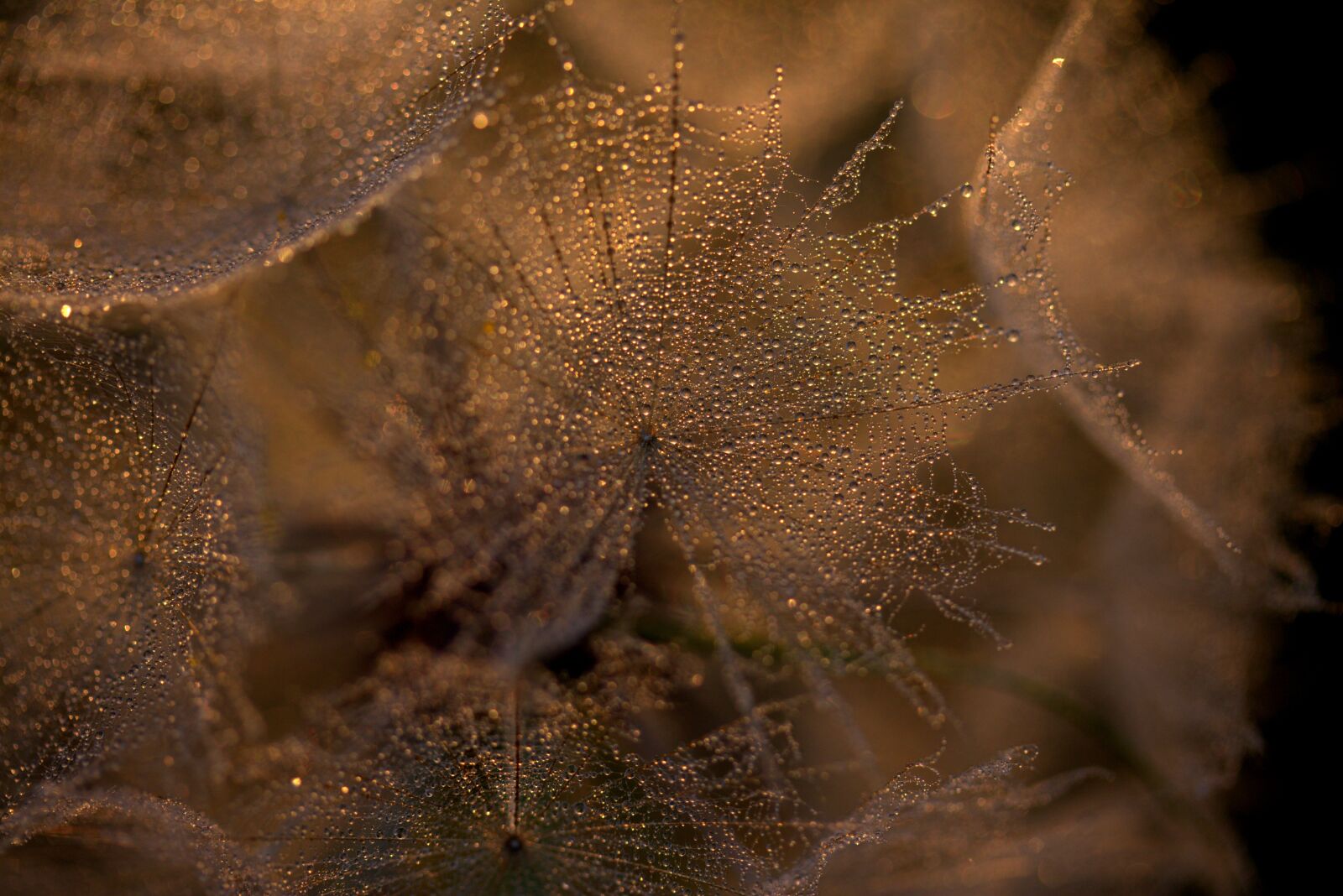 Canon EOS 700D (EOS Rebel T5i / EOS Kiss X7i) sample photo. Dandelion, sunset, drops photography