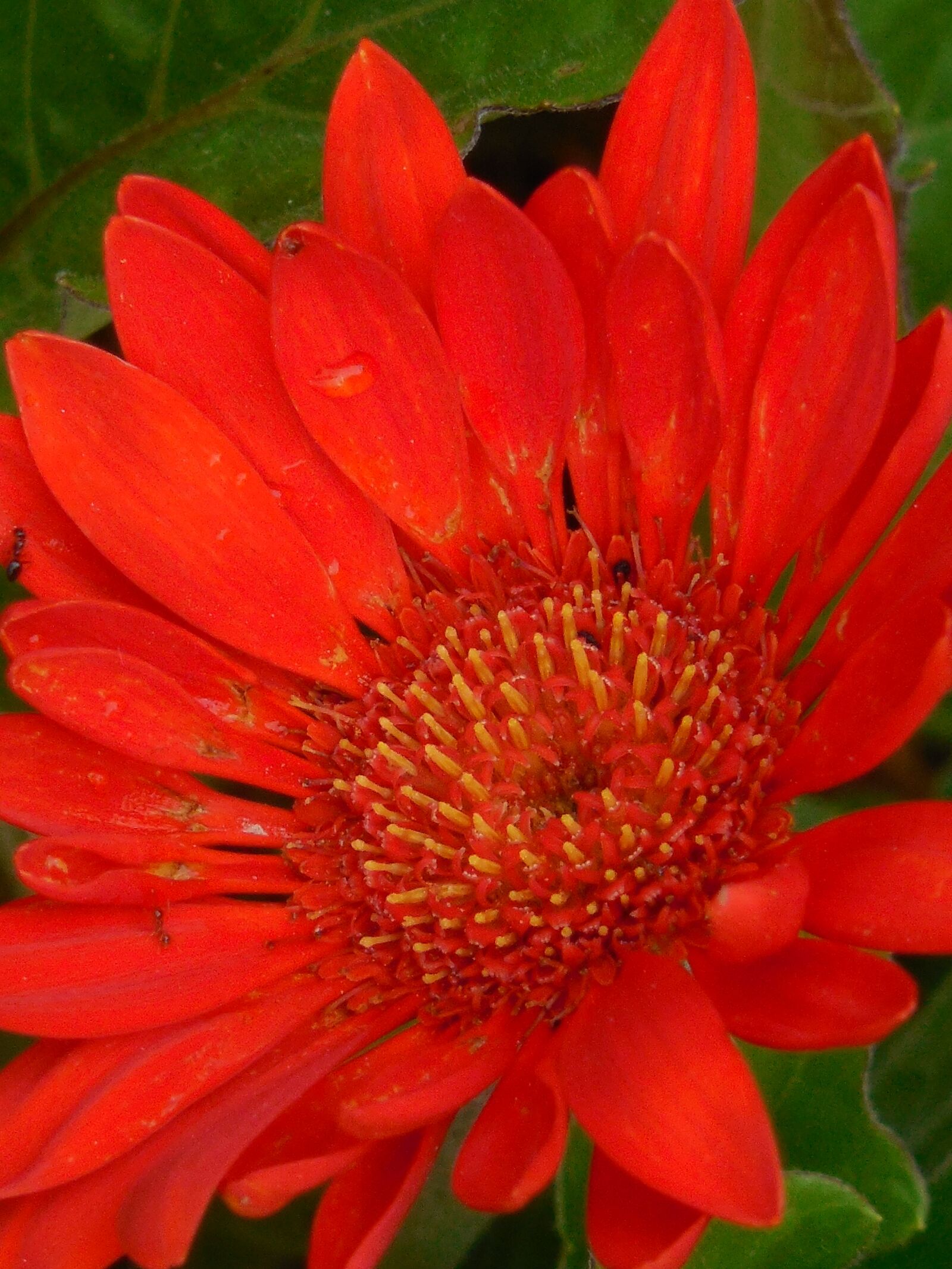 Nikon COOLPIX L620 sample photo. Gerber, daisy, flower photography