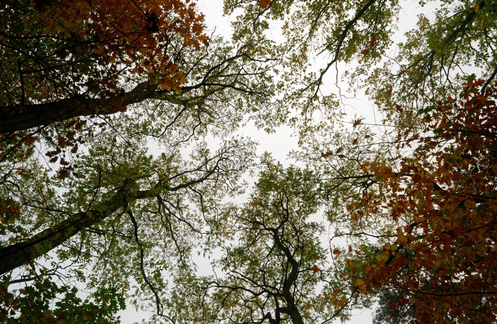 Nikon D3100 sample photo. Trees, forest, autumn photography