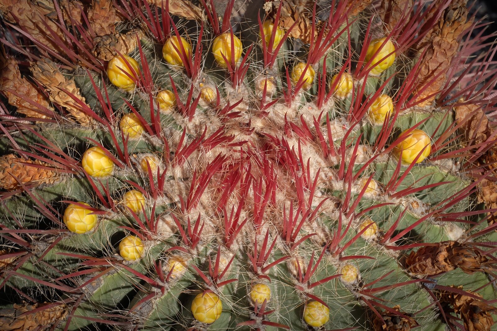 Fujifilm X30 sample photo. Garden, cactus, lanzarote photography