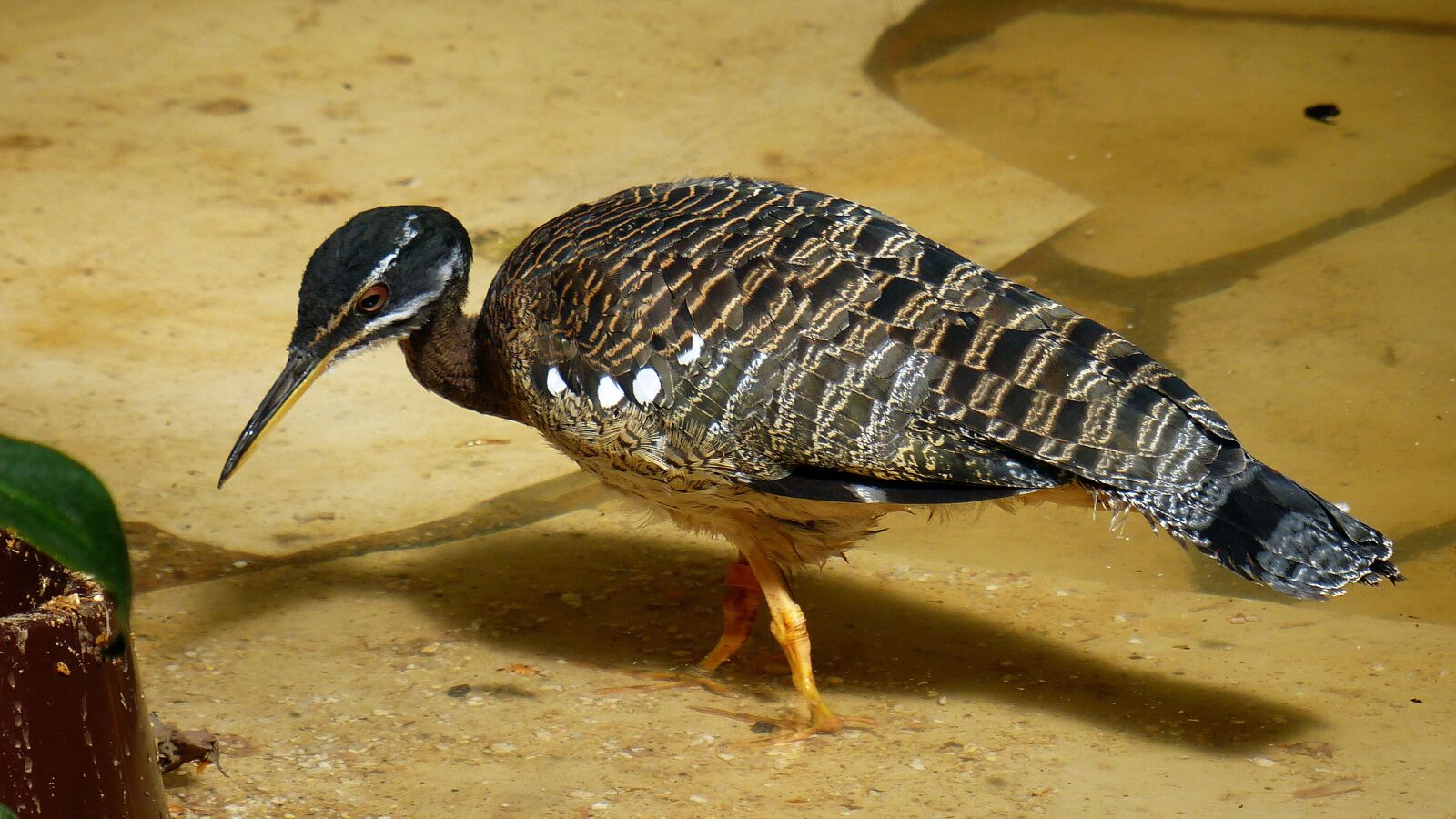 Panasonic Lumix DMC-FZ200 sample photo. Bird, stilt, feather photography