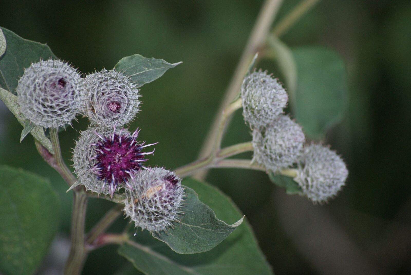 Sony Alpha DSLR-A230 sample photo. Burdock, flower, flowering photography