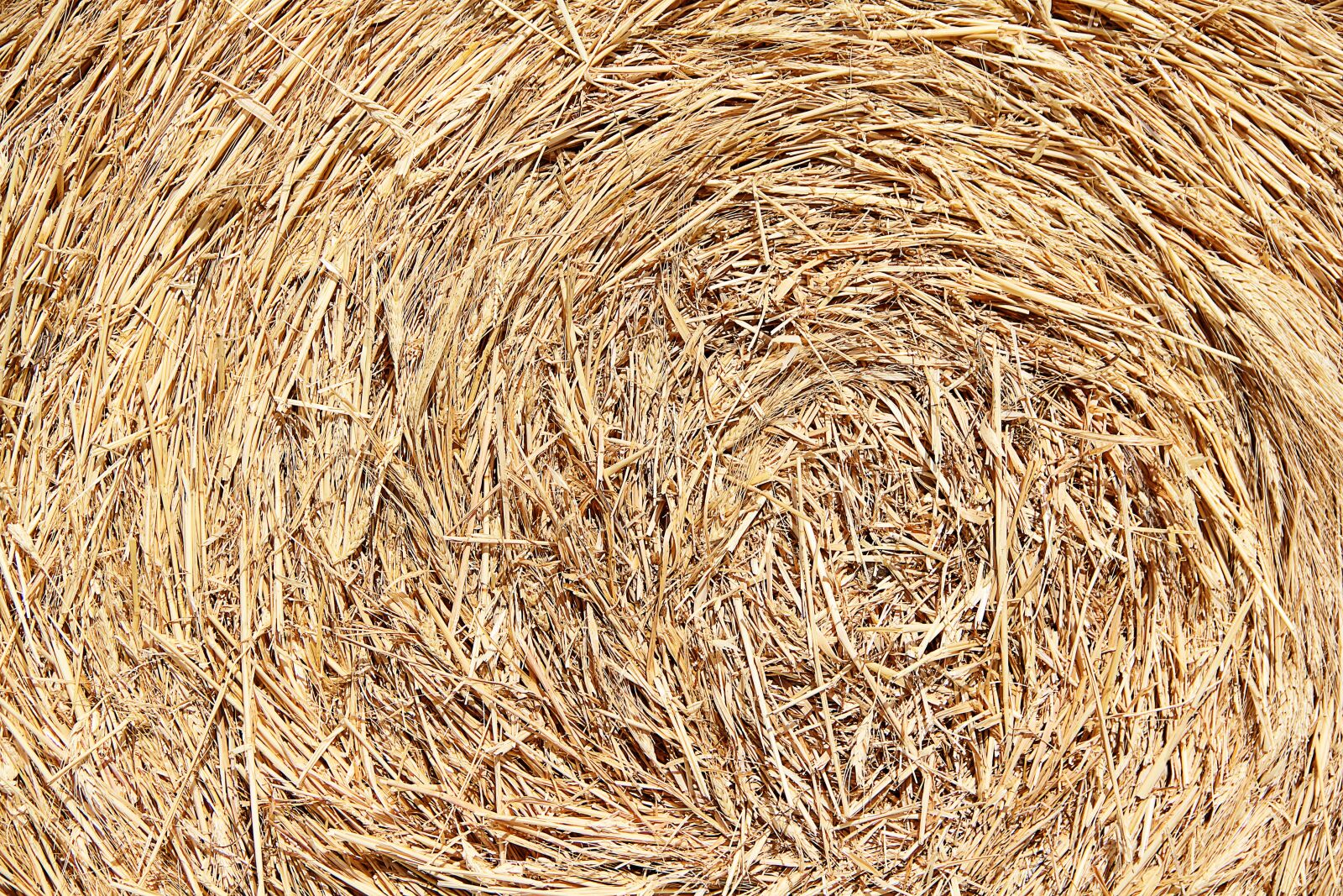 Canon EOS 550D (EOS Rebel T2i / EOS Kiss X4) sample photo. Texture, straw, background photography