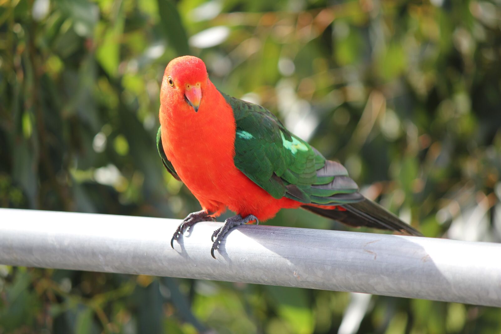 Canon EOS 550D (EOS Rebel T2i / EOS Kiss X4) sample photo. Parrot, australian king parrot photography