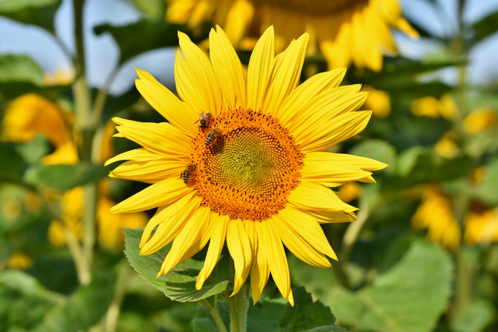 Nikon D7200 sample photo. Sunflower, petals, bees photography