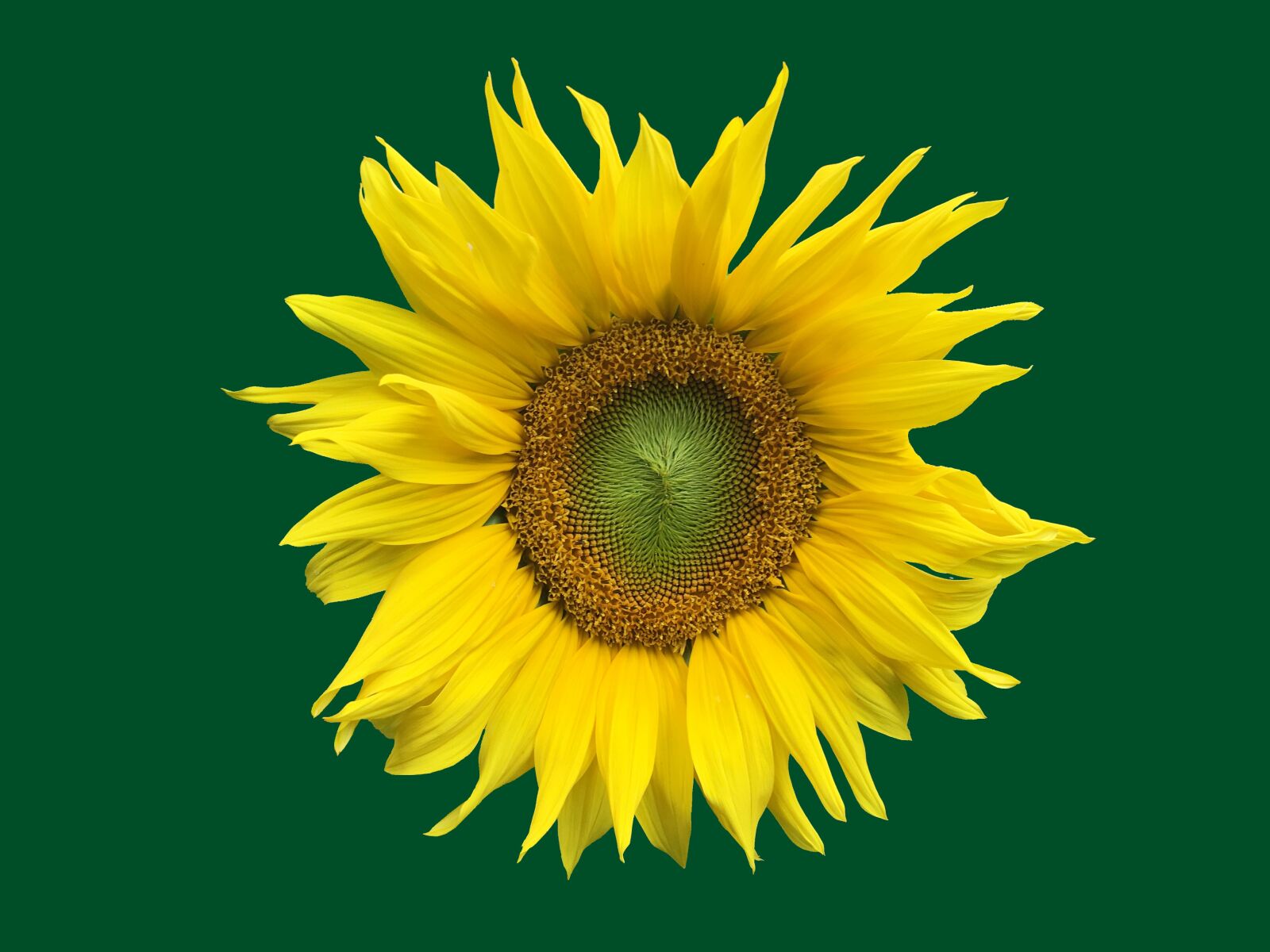 Apple iPhone 6s sample photo. Sunflower, flower, yellow photography