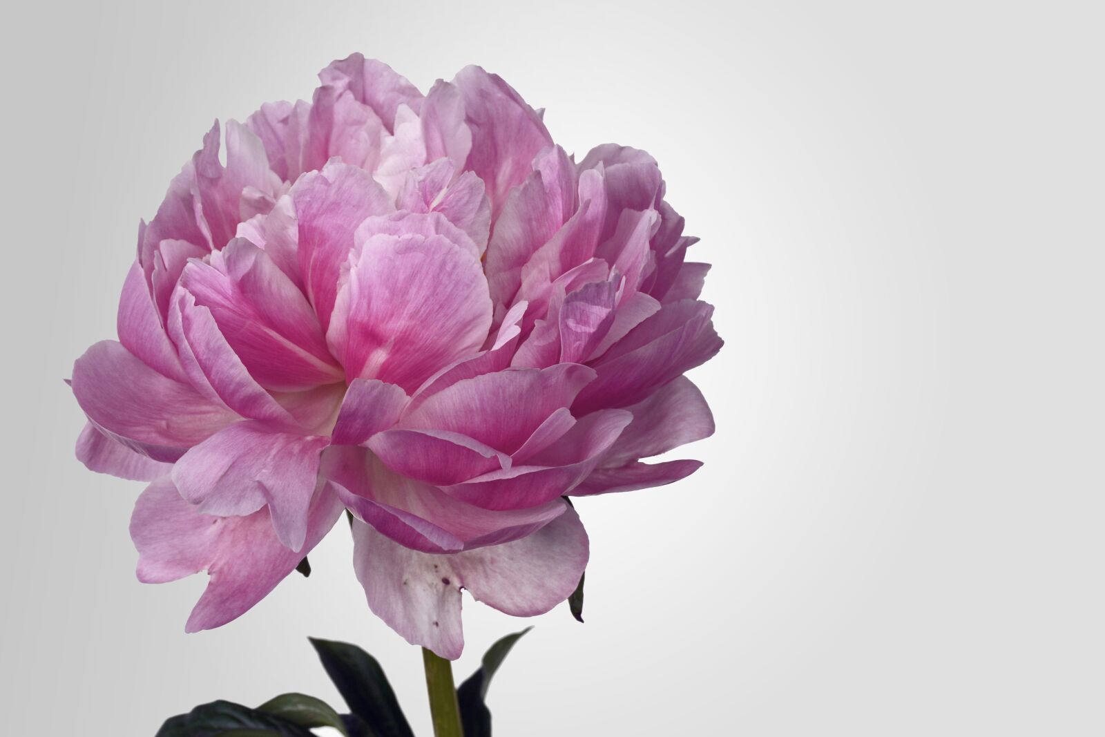 Nikon D7100 sample photo. Peony, blossom, bloom photography