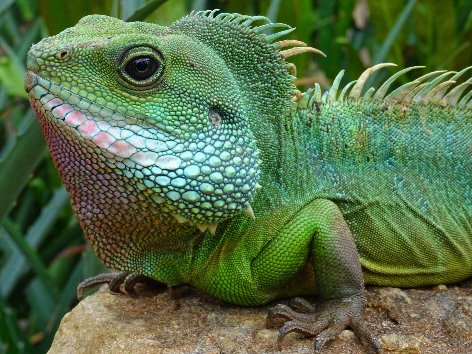 Sony DSC-HX60 sample photo. Animal, close, up, colors photography