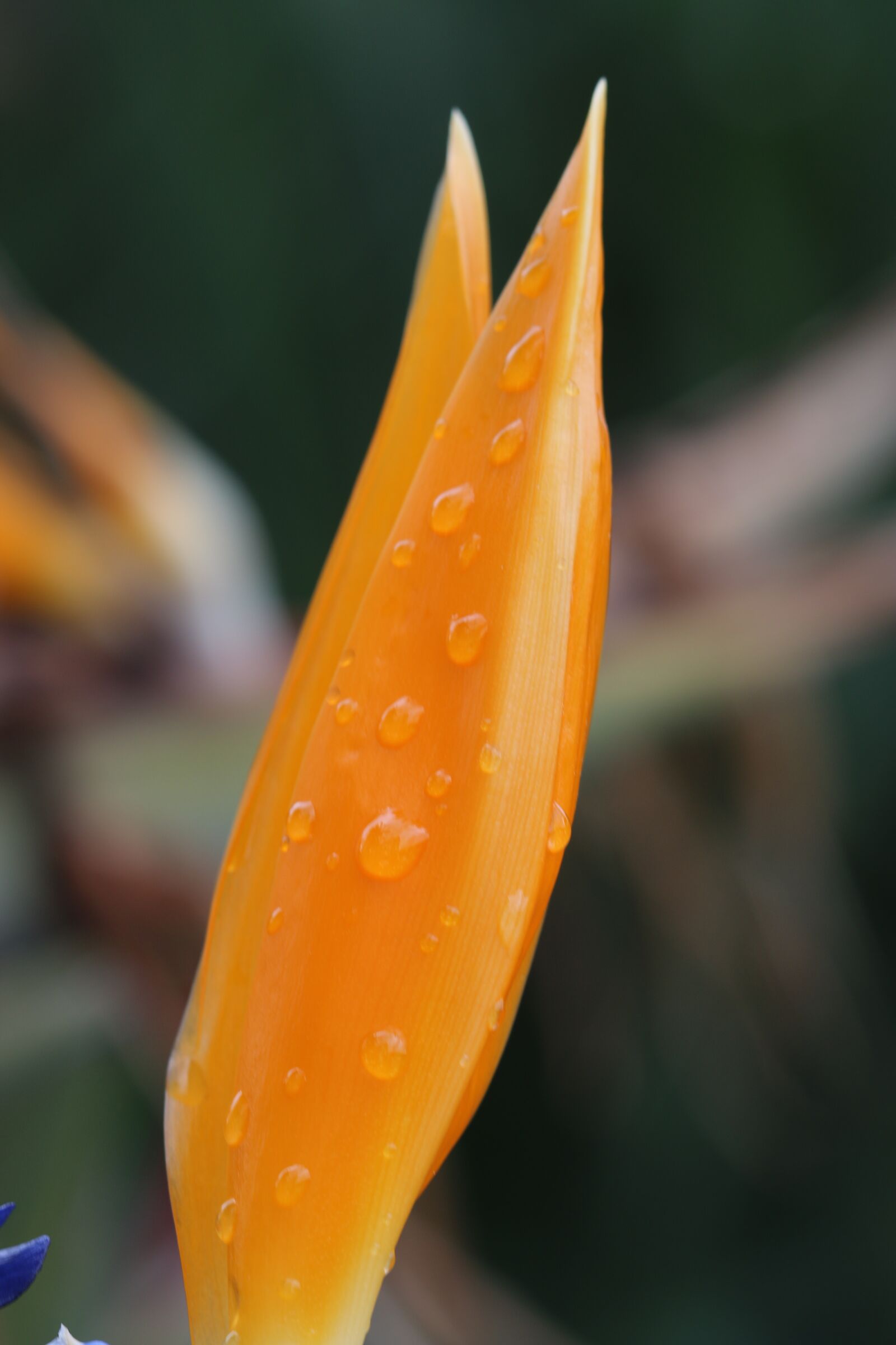 Canon EOS 70D + Canon EF 100mm F2.8 Macro USM sample photo. Yellow, pink, flower photography