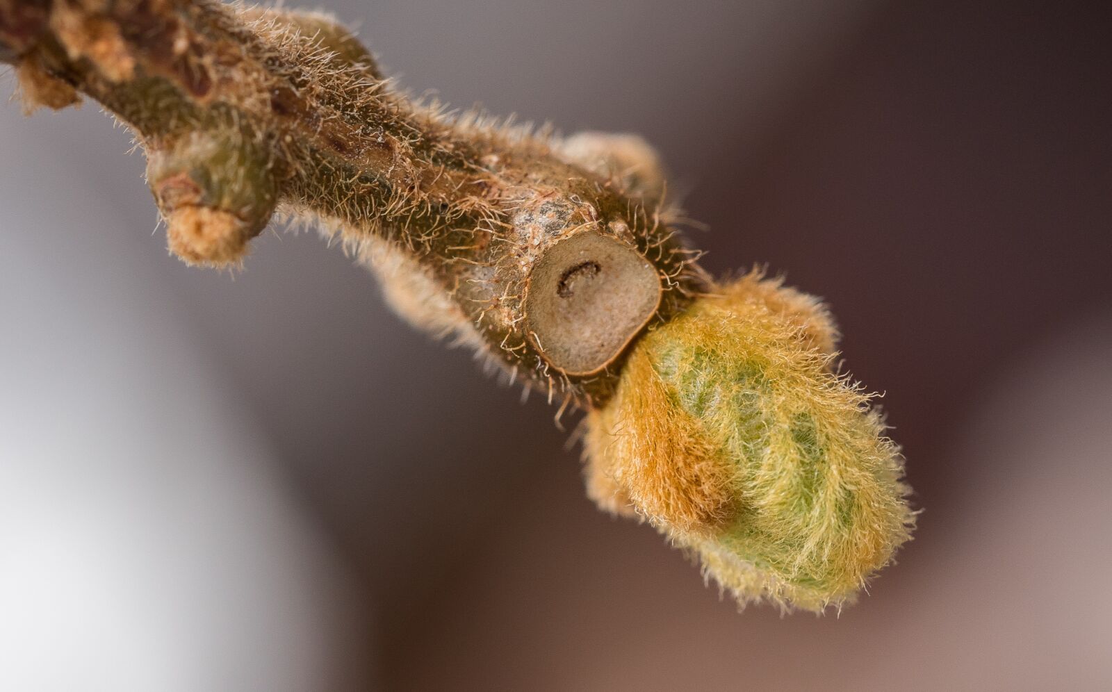 Canon EOS 6D Mark II sample photo. Kiwi, engine, spring photography