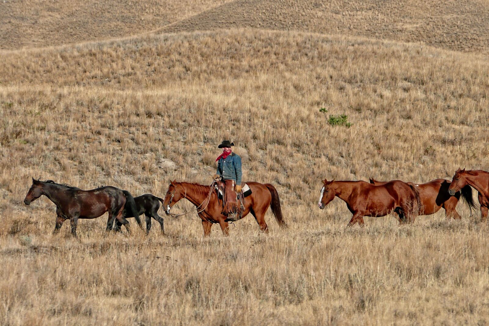 Panasonic DMC-TZ3 sample photo. Cowboy, ranch, cattle photography