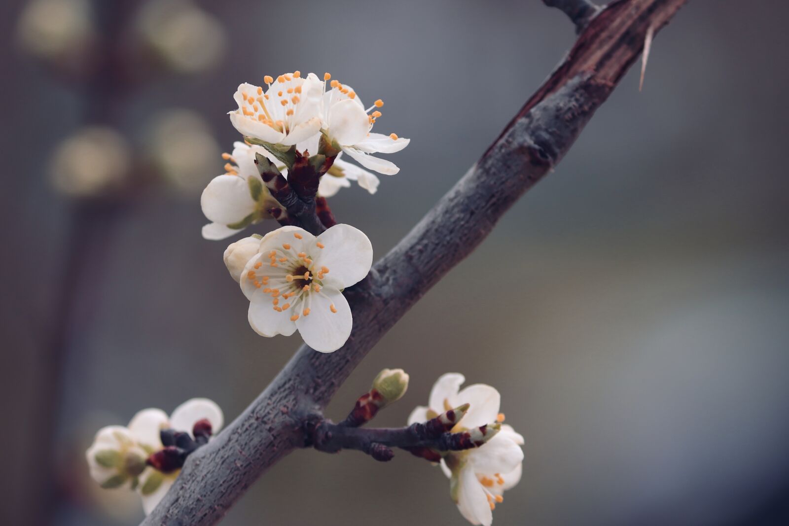 Canon EOS 200D (EOS Rebel SL2 / EOS Kiss X9) sample photo. Ornamental cherry, blossom, bloom photography