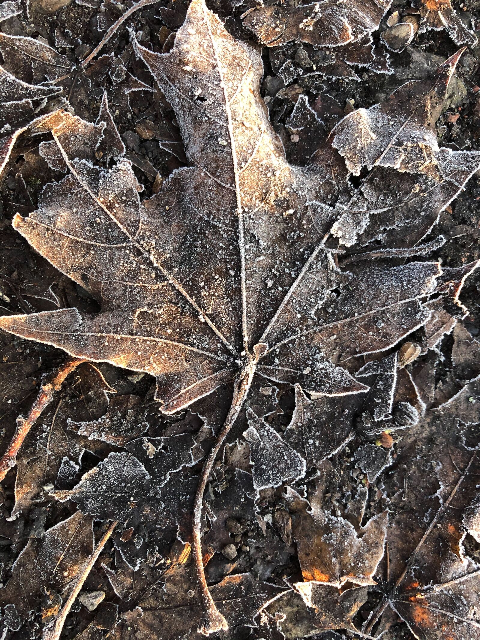 Apple iPhone 8 sample photo. Hoarfrost, leaves, ripe photography