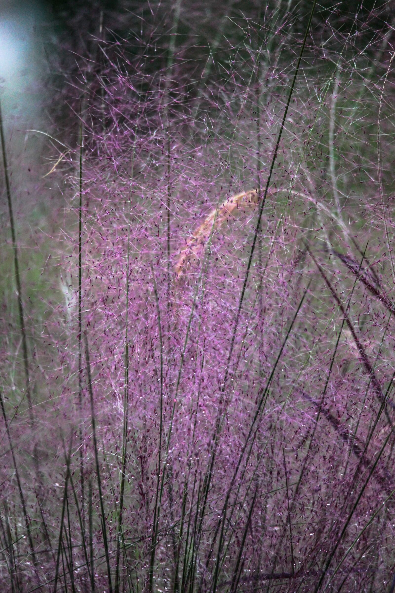 Canon EOS 5D Mark II sample photo. Purple grasses, garden, s photography