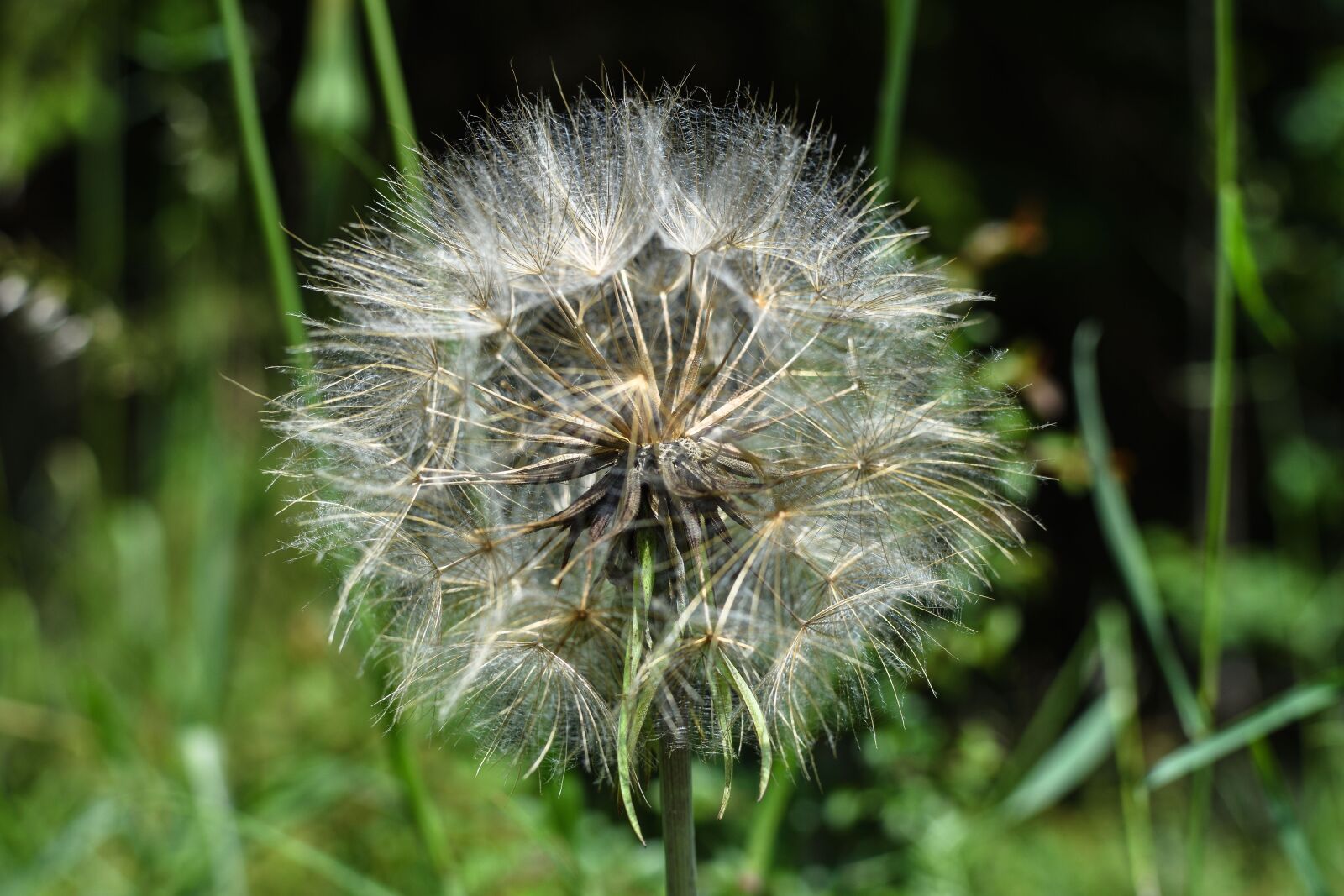 Nikon D7200 sample photo. Dandelion, grass, pointed flower photography