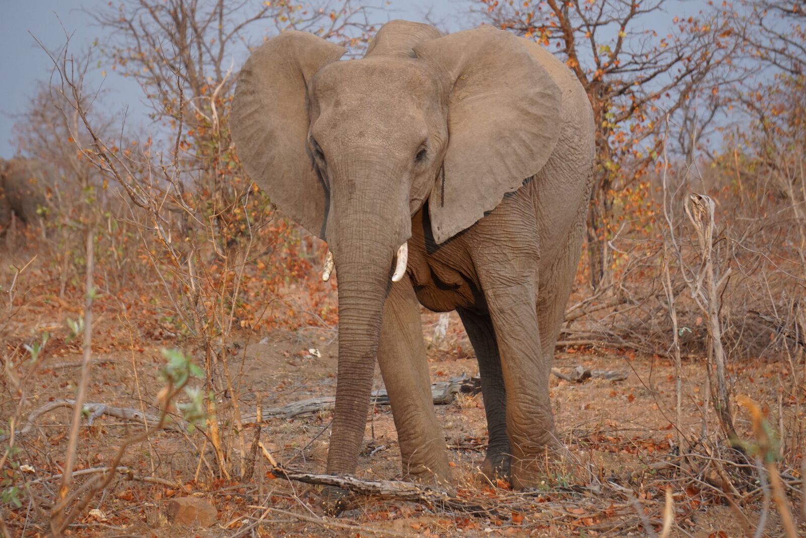 Sony E 55-210mm F4.5-6.3 OSS sample photo. Wildlife, south africa, africa photography