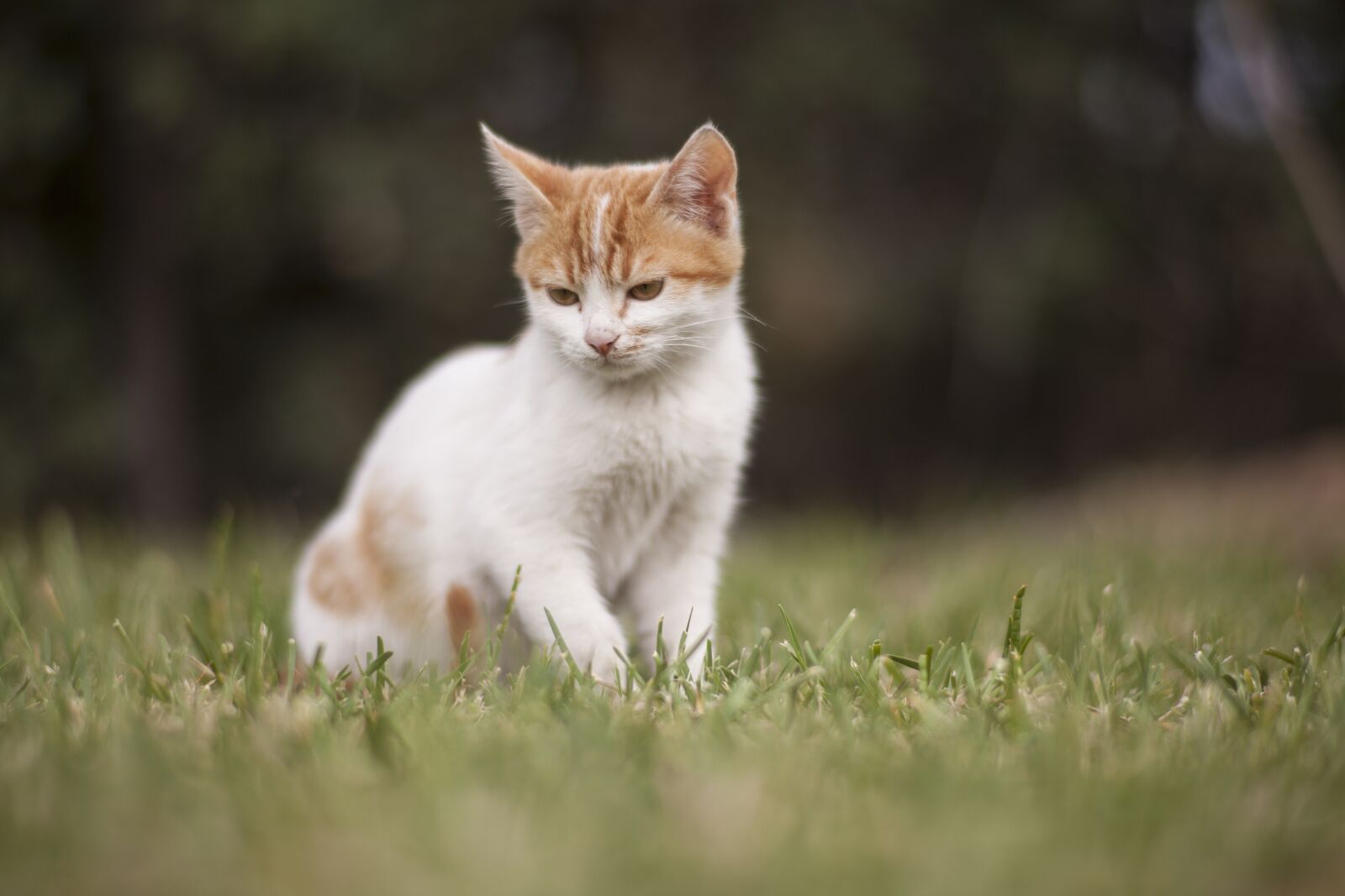 ZEISS Planar T* 85mm F1.4 sample photo. Cat, animal, kitten photography