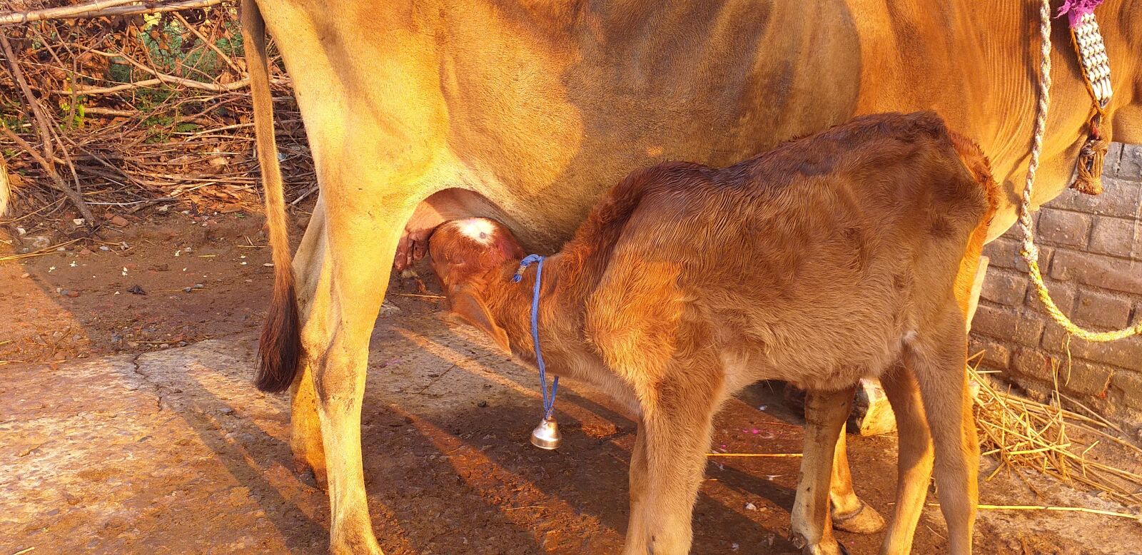 Samsung Galaxy J6+ sample photo. Cow, calf, animal photography