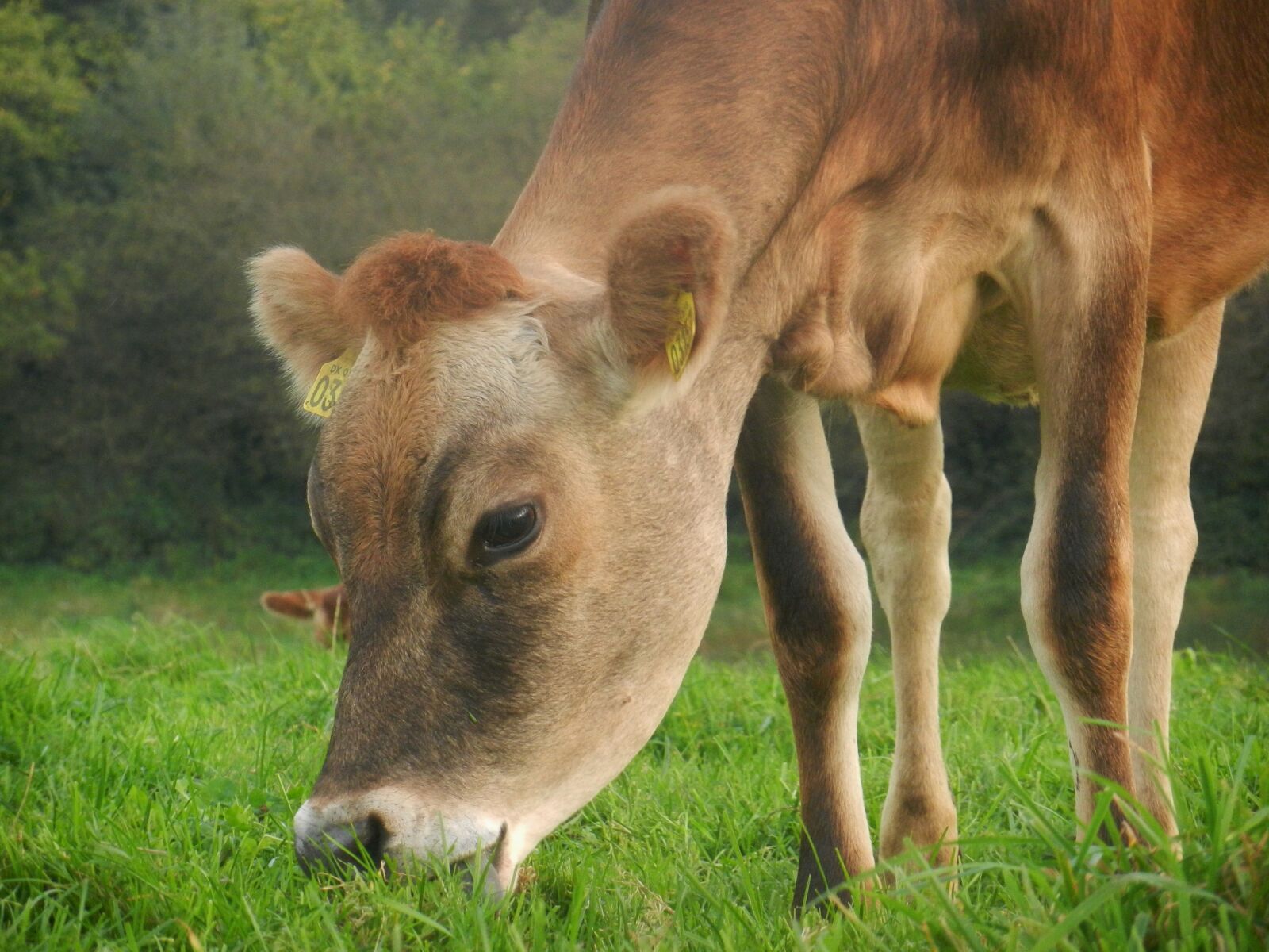 Nikon Coolpix S9100 sample photo. Cow, pasture, farm photography