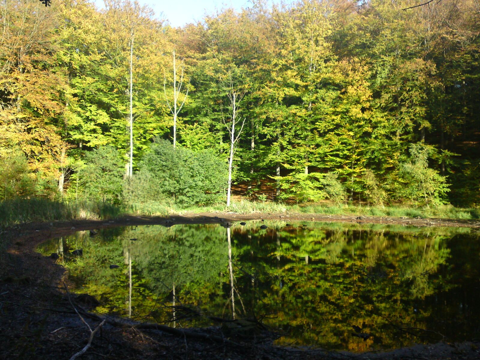 Sony Ericsson C905 sample photo. Forest lake, lake, mirror photography