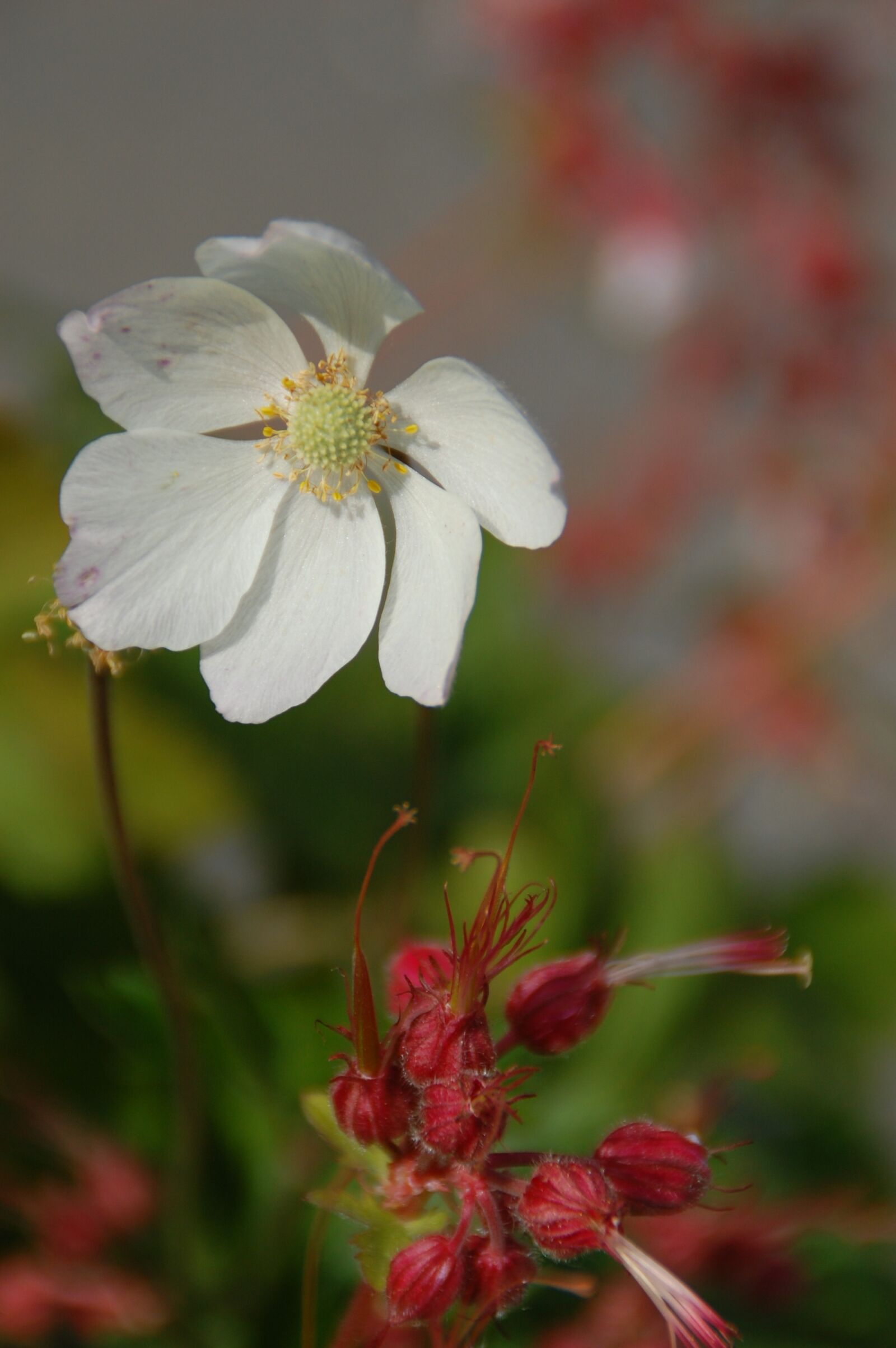 Nikon D40 sample photo. Flower, nature, garden photography