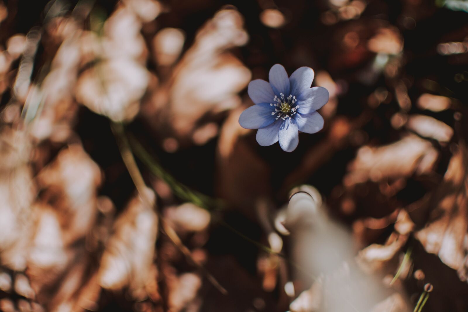 Nikon D5200 sample photo. Purple, flower, nature photography