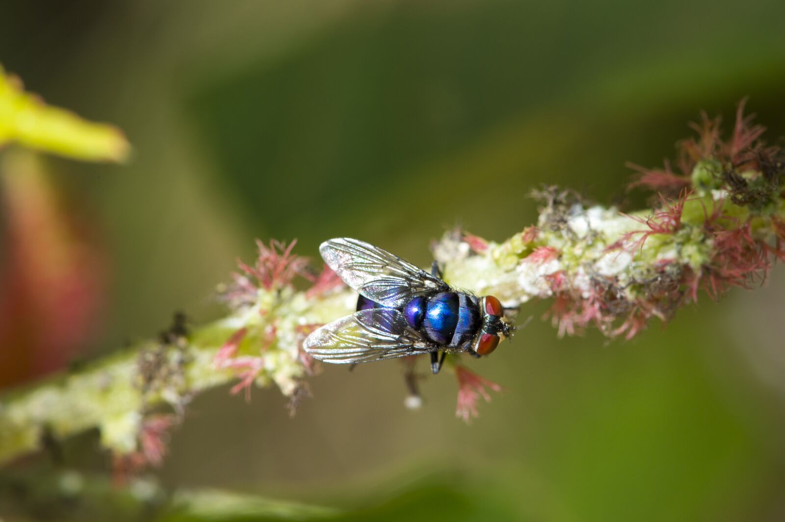 Nikon D4S sample photo. Macro, blue fly, africa photography
