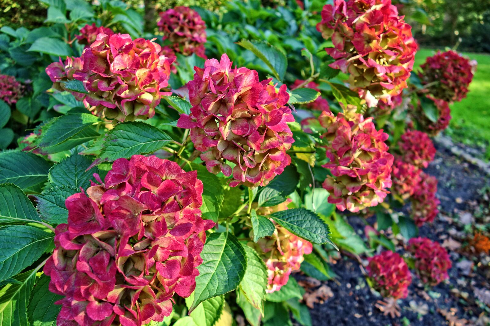 Sony Cyber-shot DSC-RX100 sample photo. Hydrangea, hortensia, flower photography
