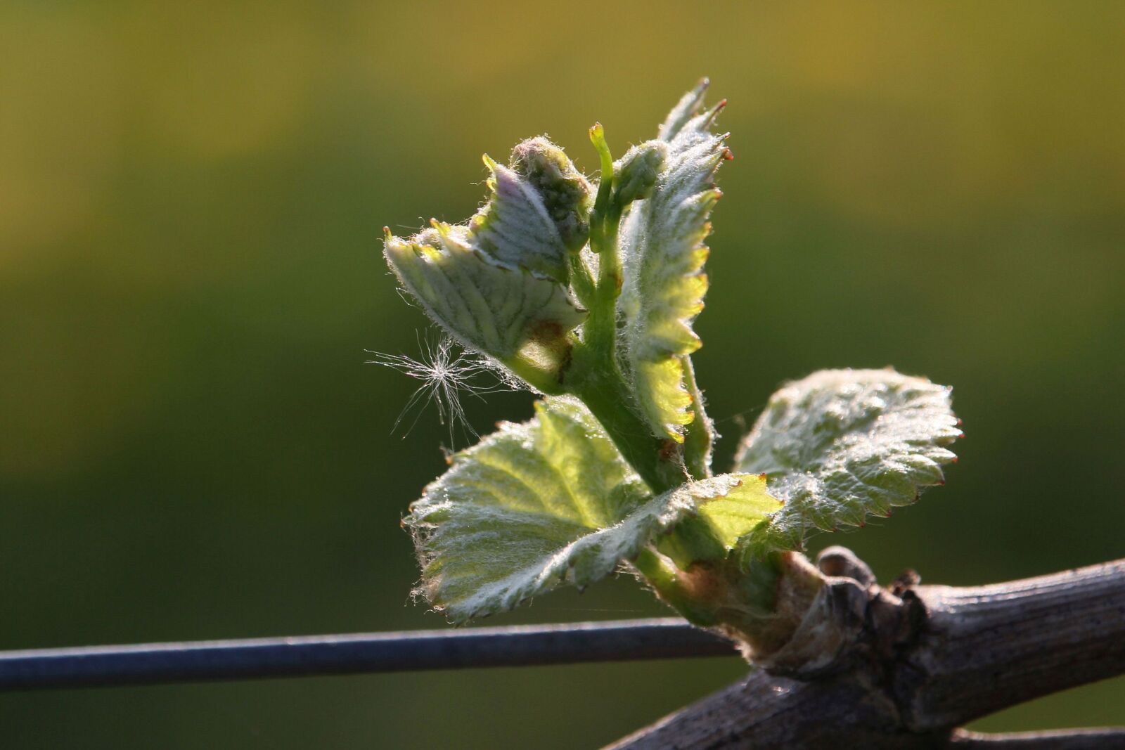 Canon EOS 60D + Canon EF-S 55-250mm F4-5.6 IS STM sample photo. Grapevine, plant, bud photography