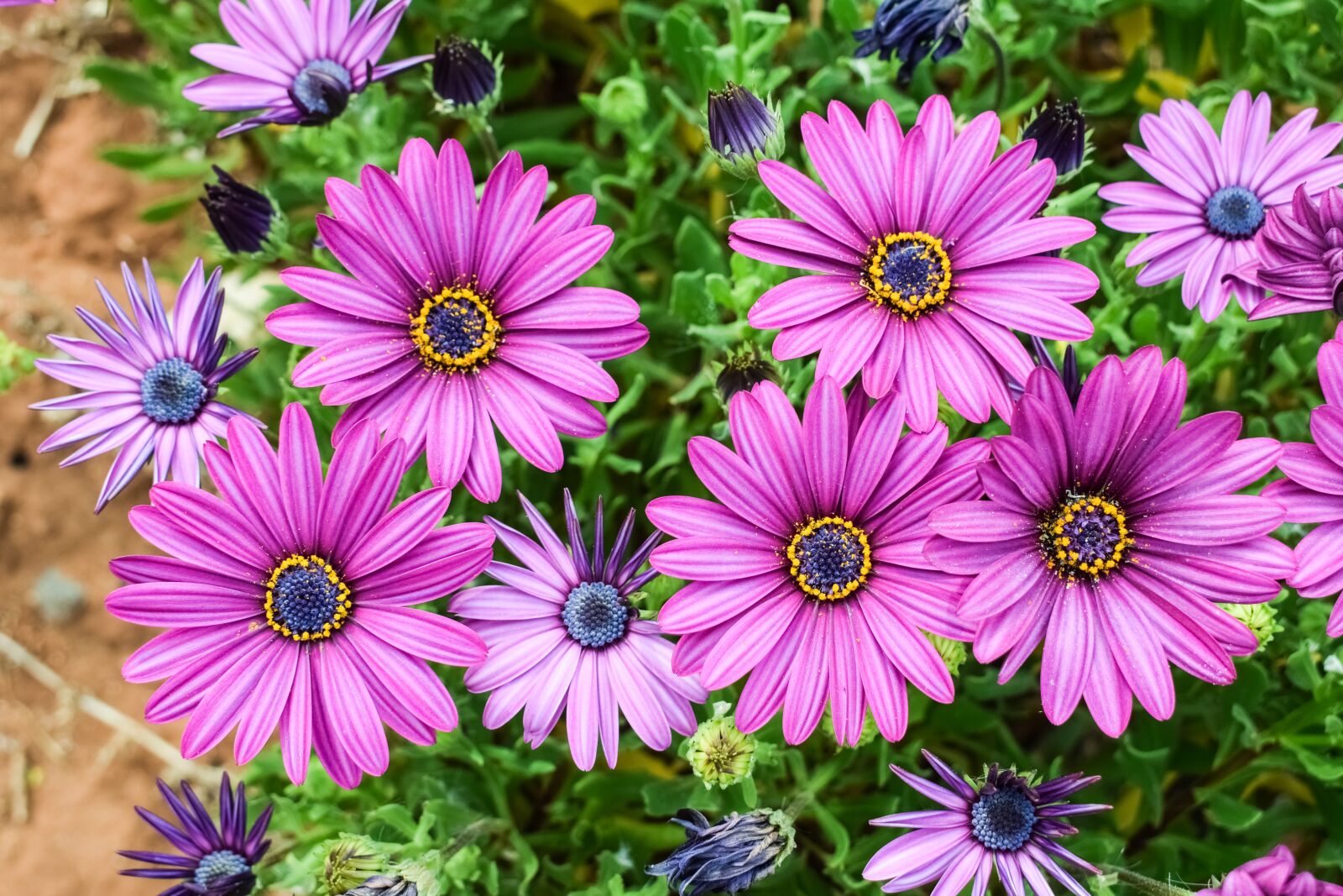 Nikon D3300 sample photo. African daisy, osteospermum, garden photography
