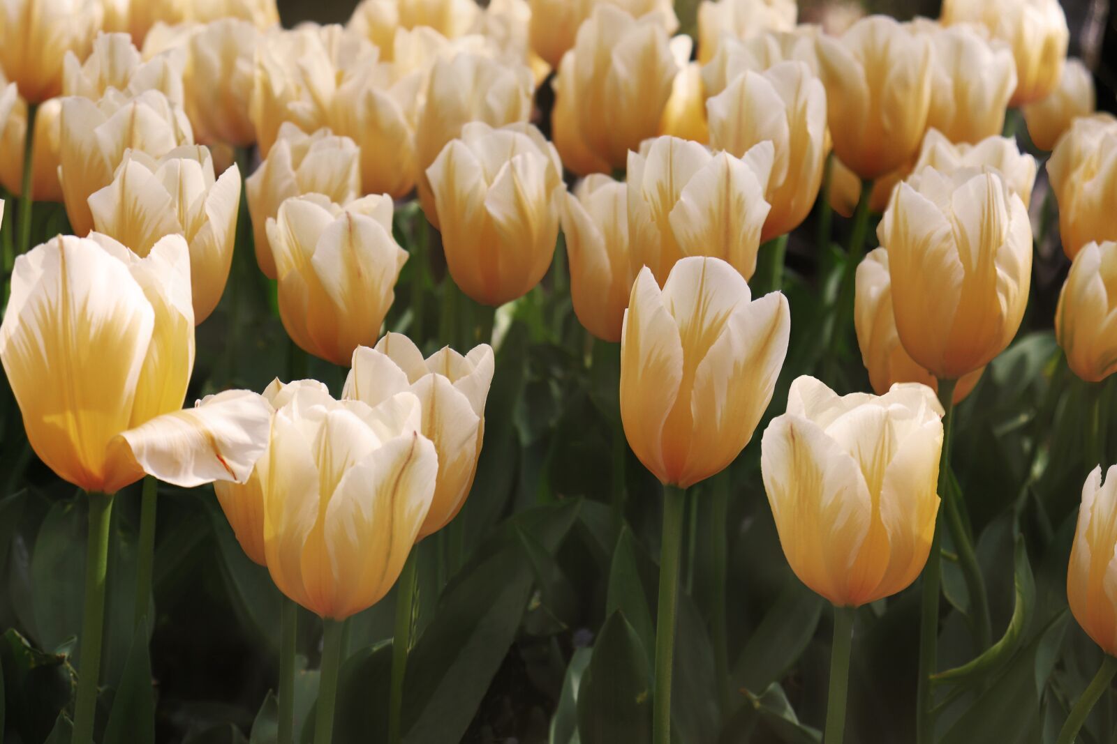 Canon EOS 77D (EOS 9000D / EOS 770D) sample photo. Tulips, flowers, yellow photography
